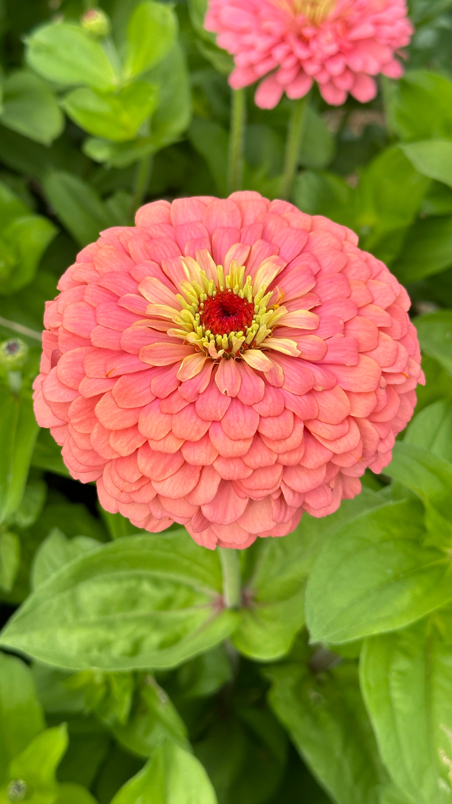 Zinnia Blend - Cheer (25 seeds)
