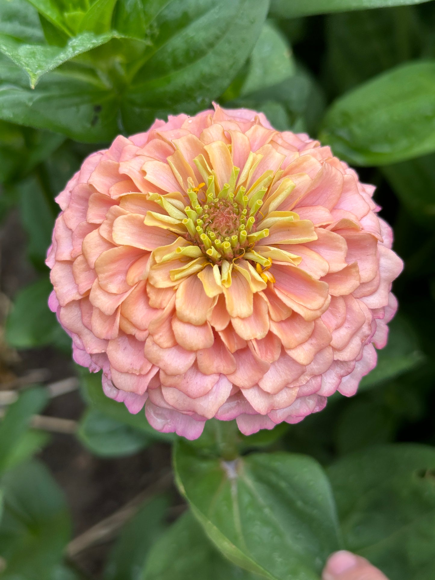 Zinnia Blend - Cheer (25 seeds)