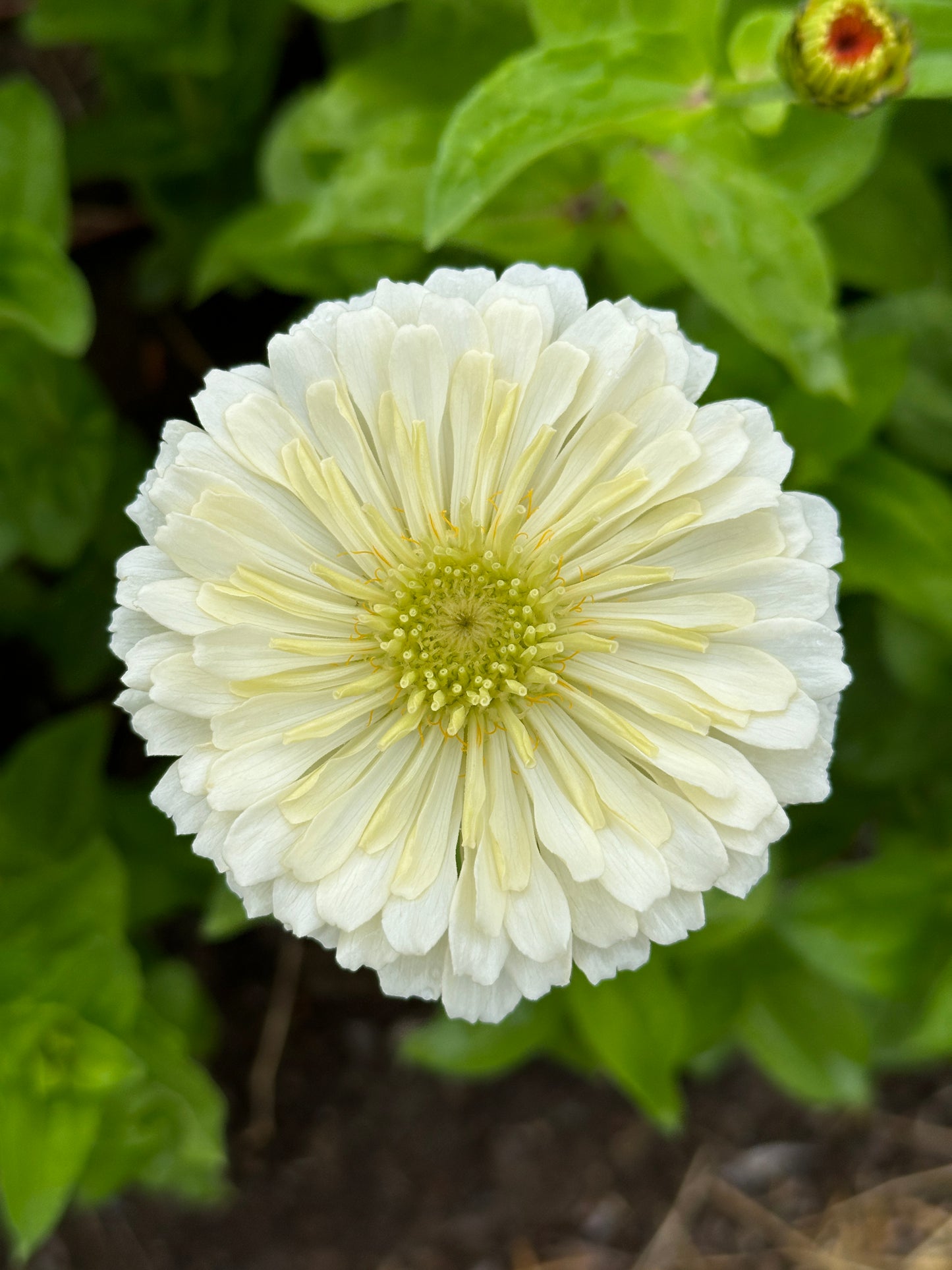 Zinnia Blend- Buttercreams (25 seeds)