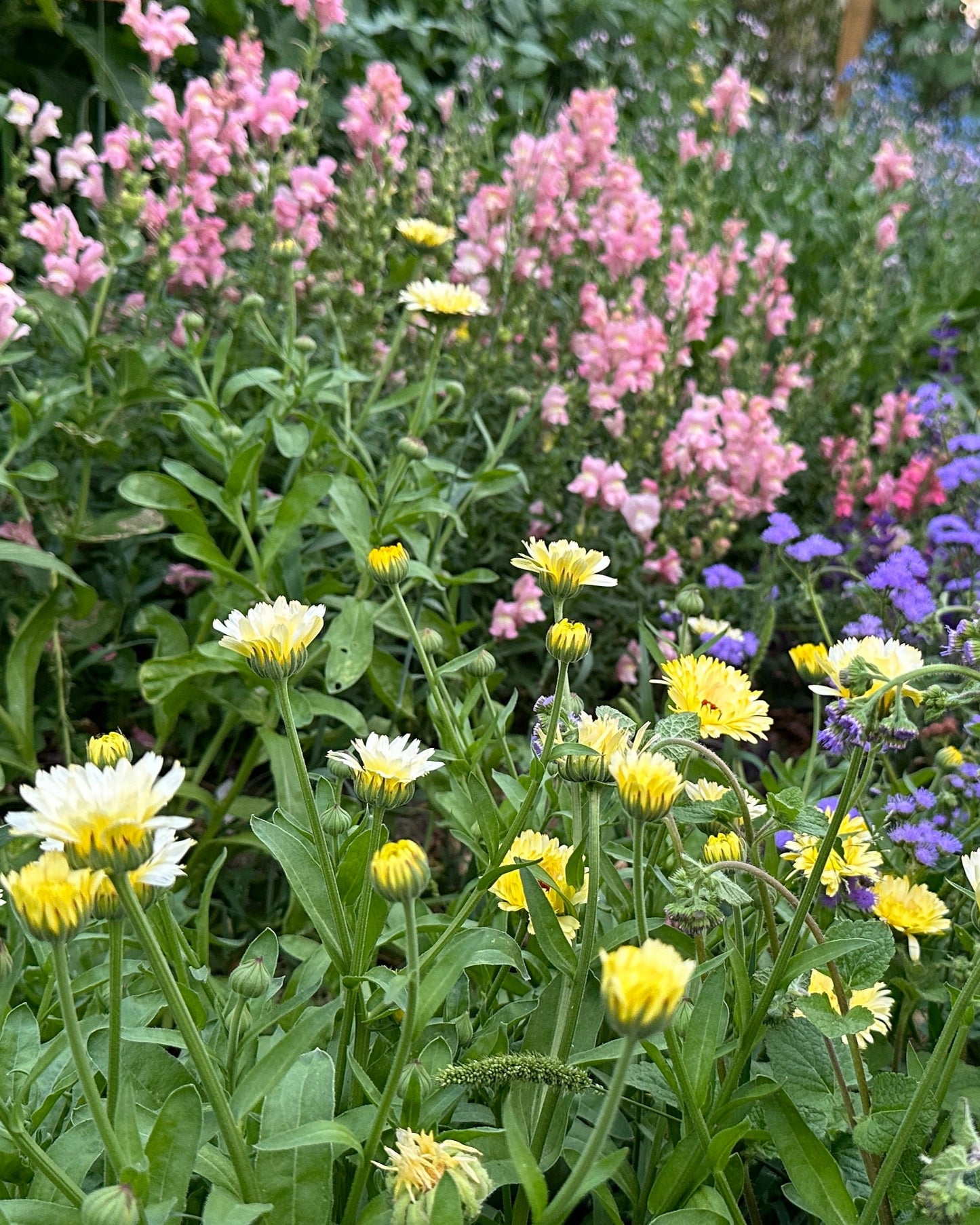 Calendula