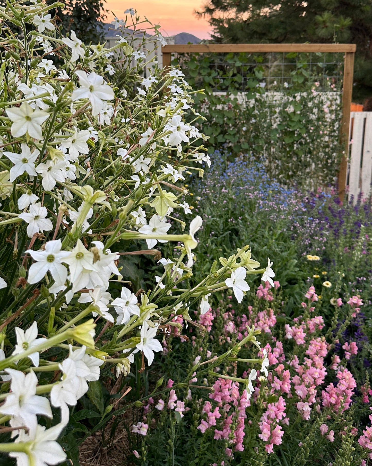 Nicotiana 'Grandiflora'