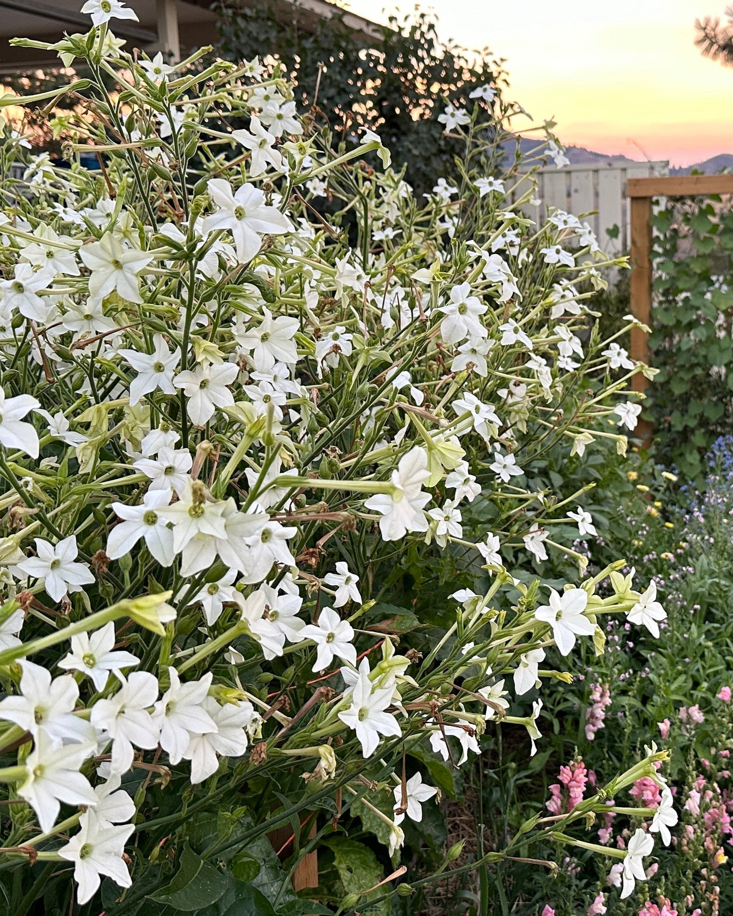 Nicotiana 'Grandiflora'