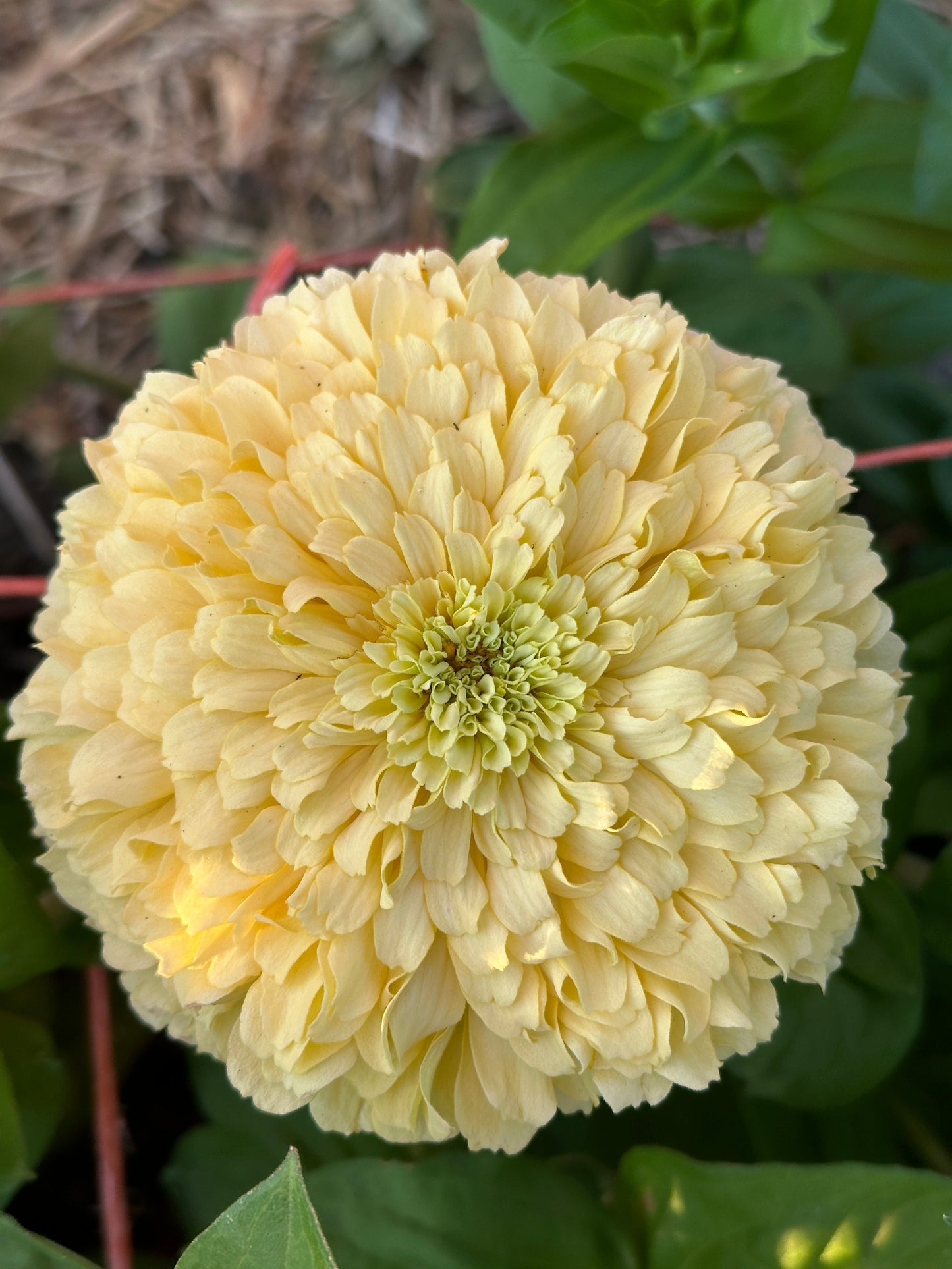 Zinnia Blend- Buttercreams (25 seeds)