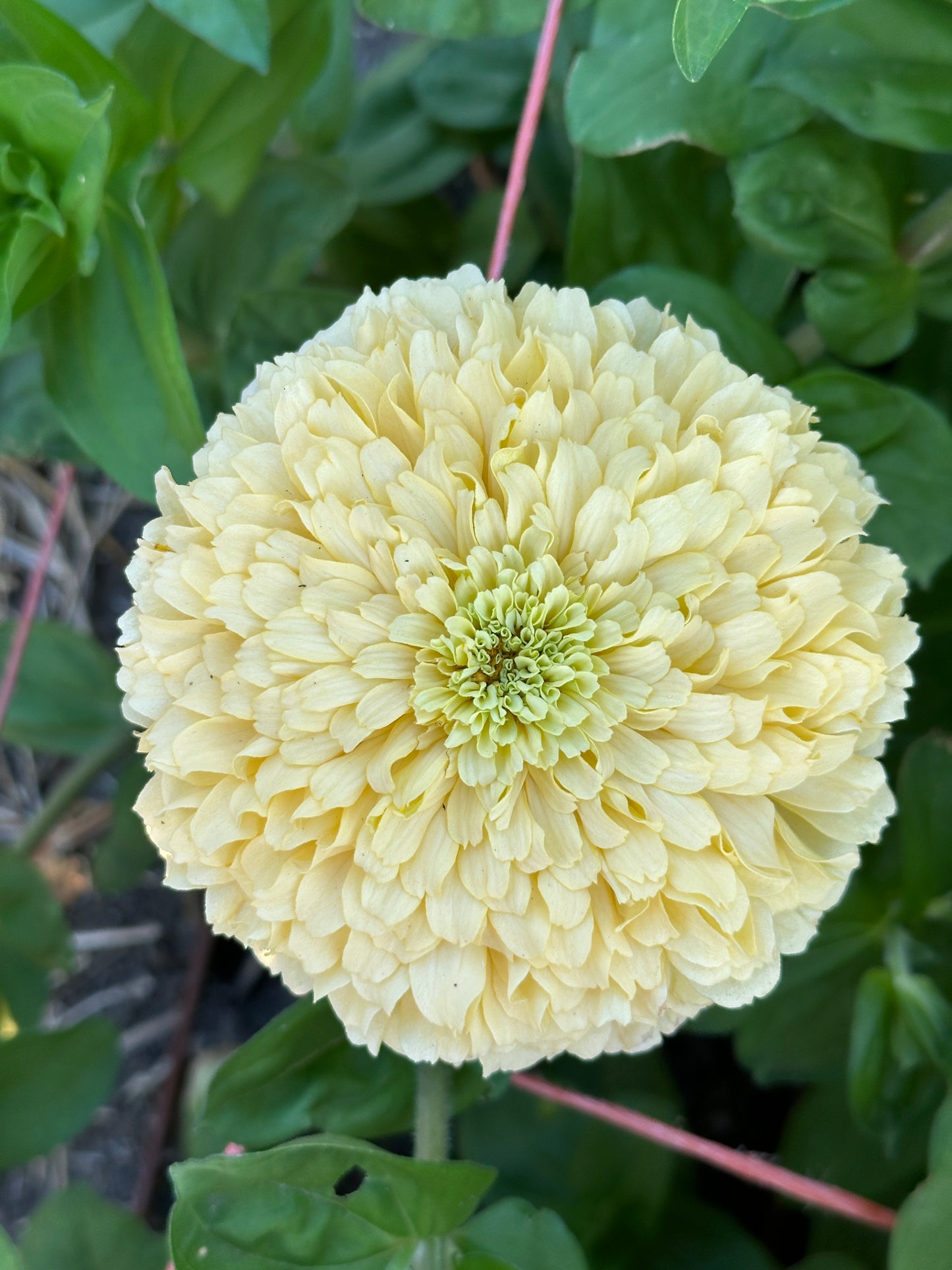 Zinnia Blend- Buttercreams (25 seeds)