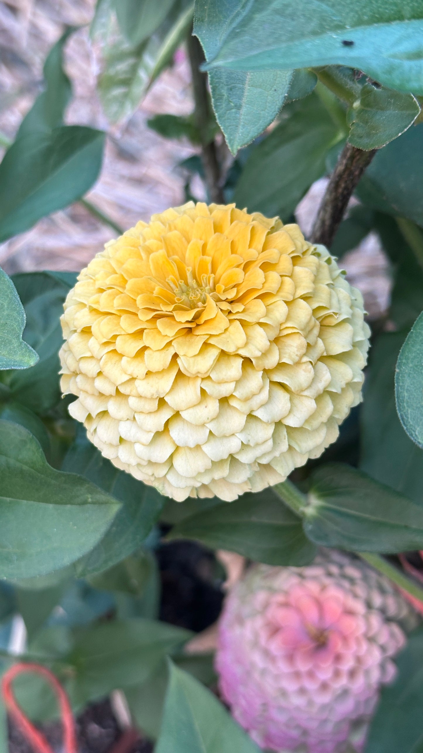 Zinnia Blend- Buttercreams (25 seeds)