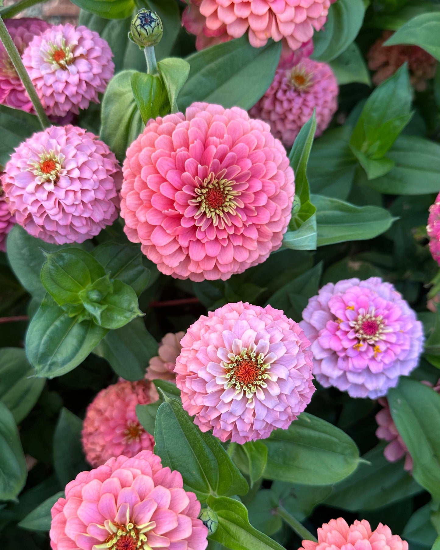 Zinnia Blend - Cheer (25 seeds)