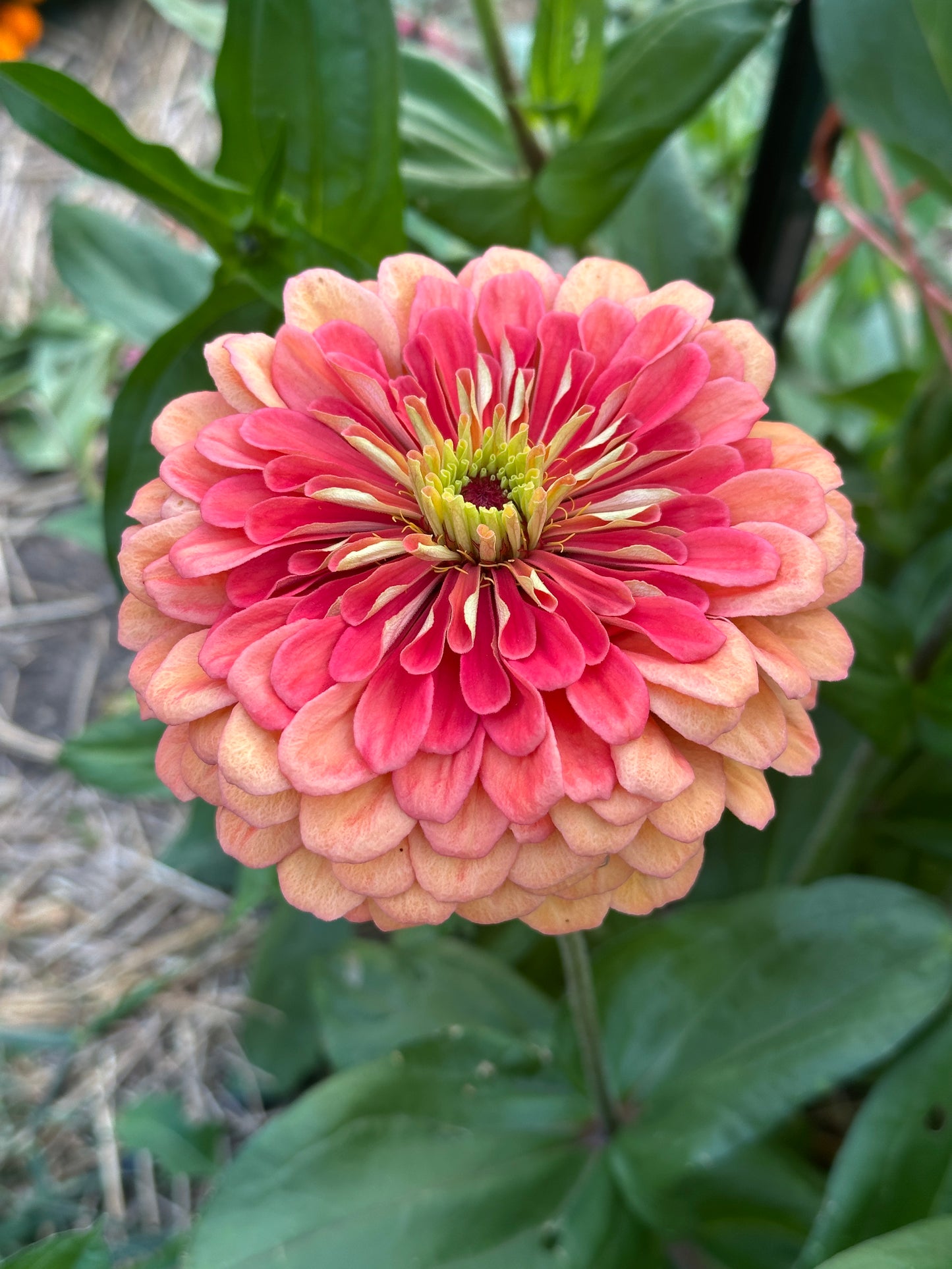 Zinnia Blend - Joy (25 seeds)