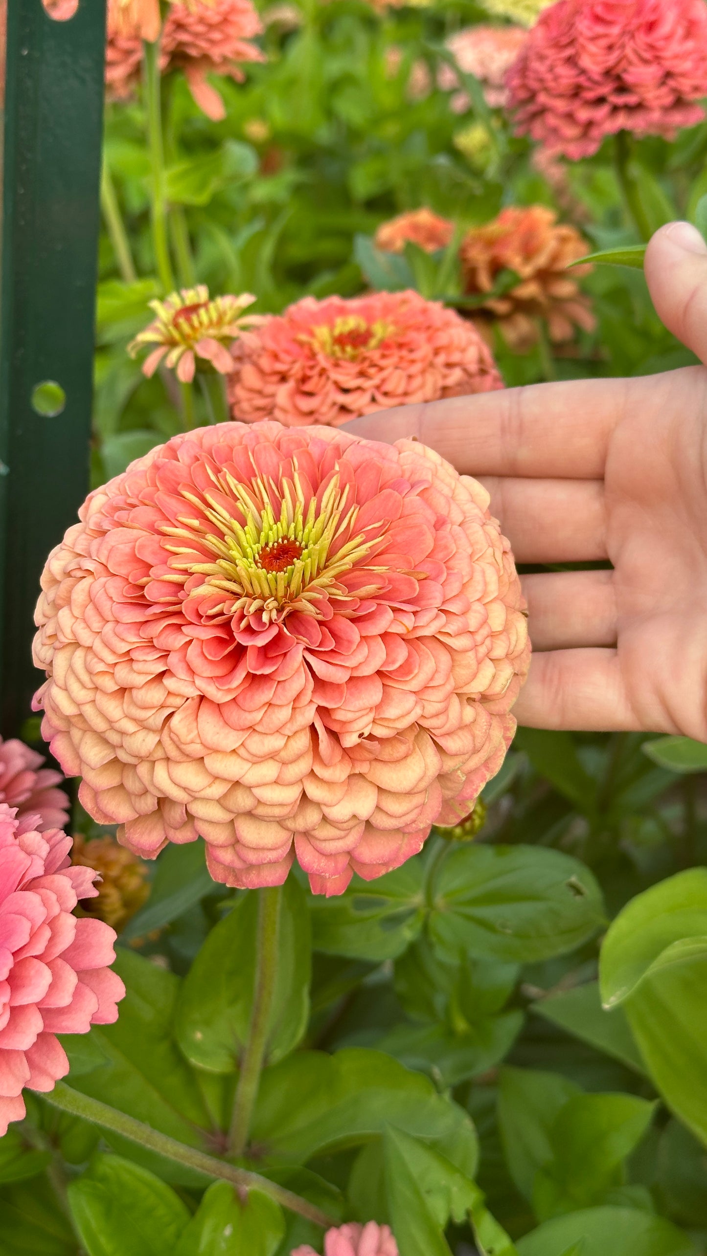 Zinnia Blend - Joy (25 seeds)