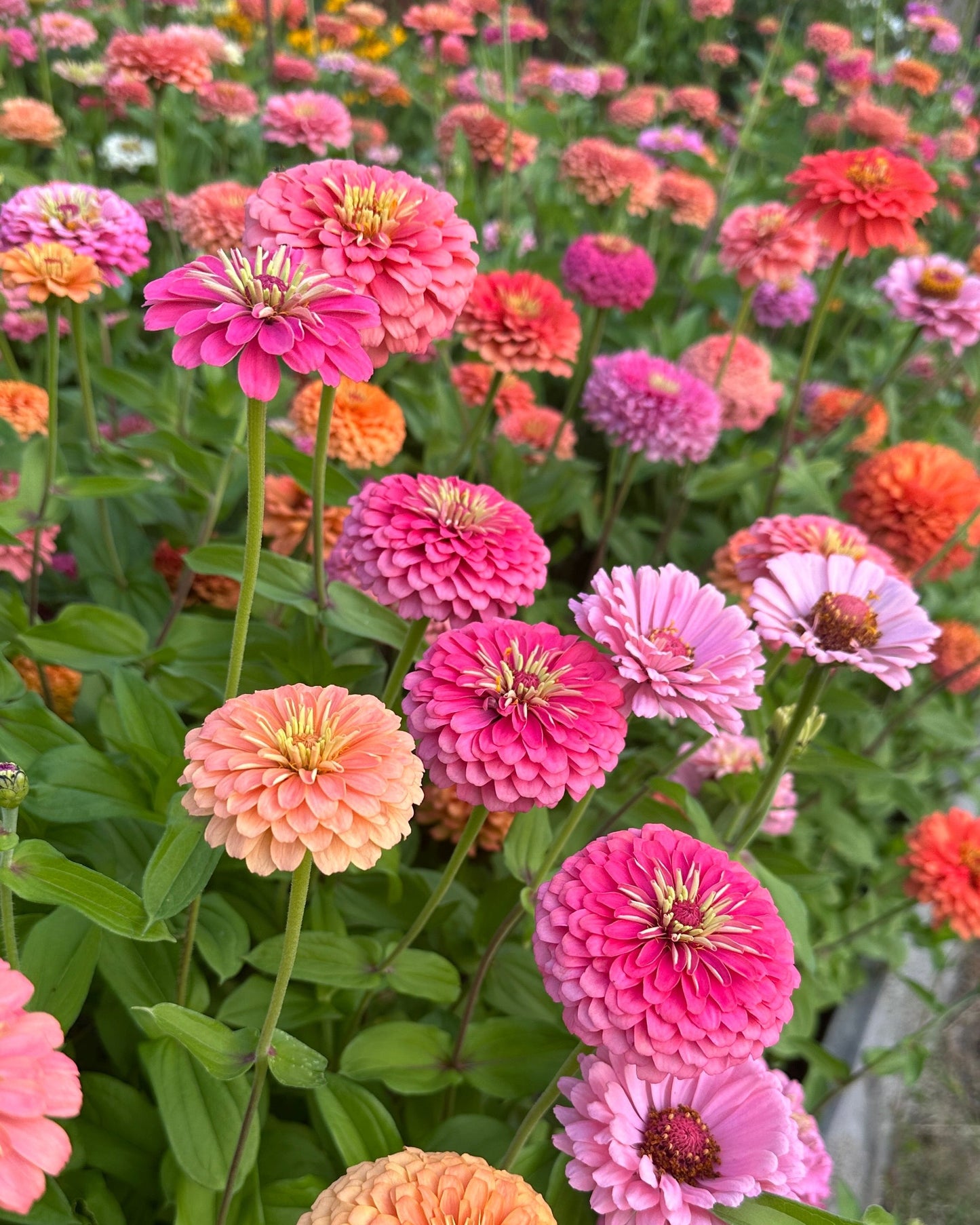 Zinnia Blend - Joy (25 seeds)