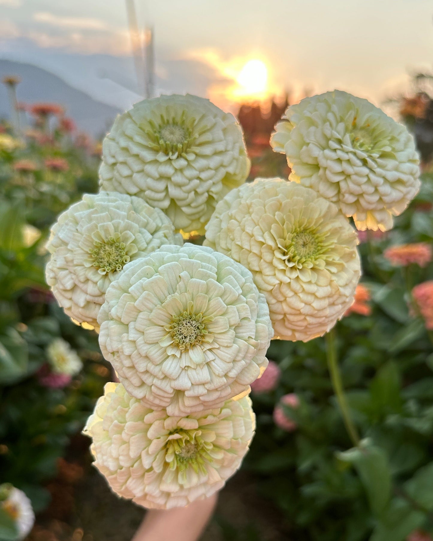 Zinnia Blend - Hope