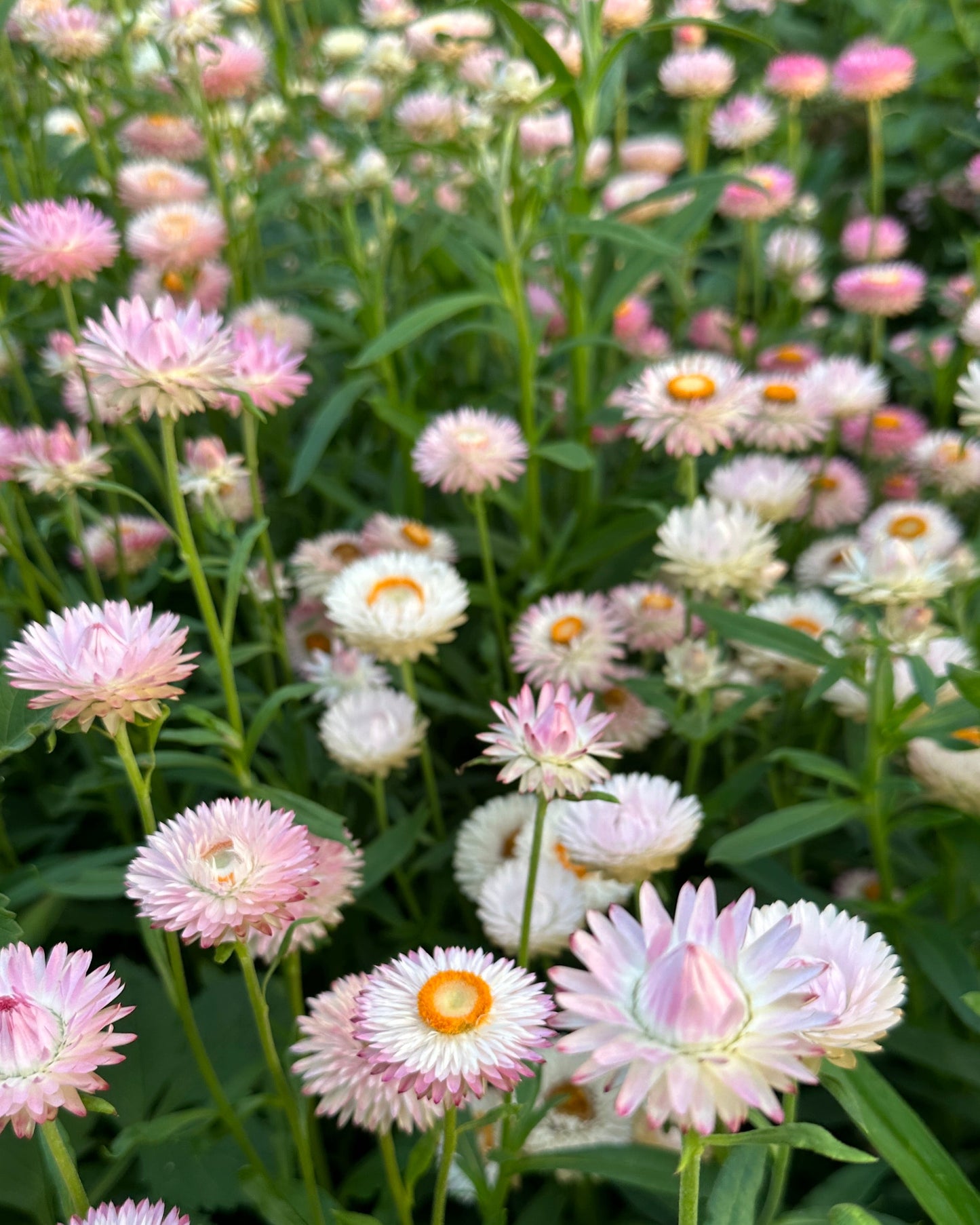Strawflower