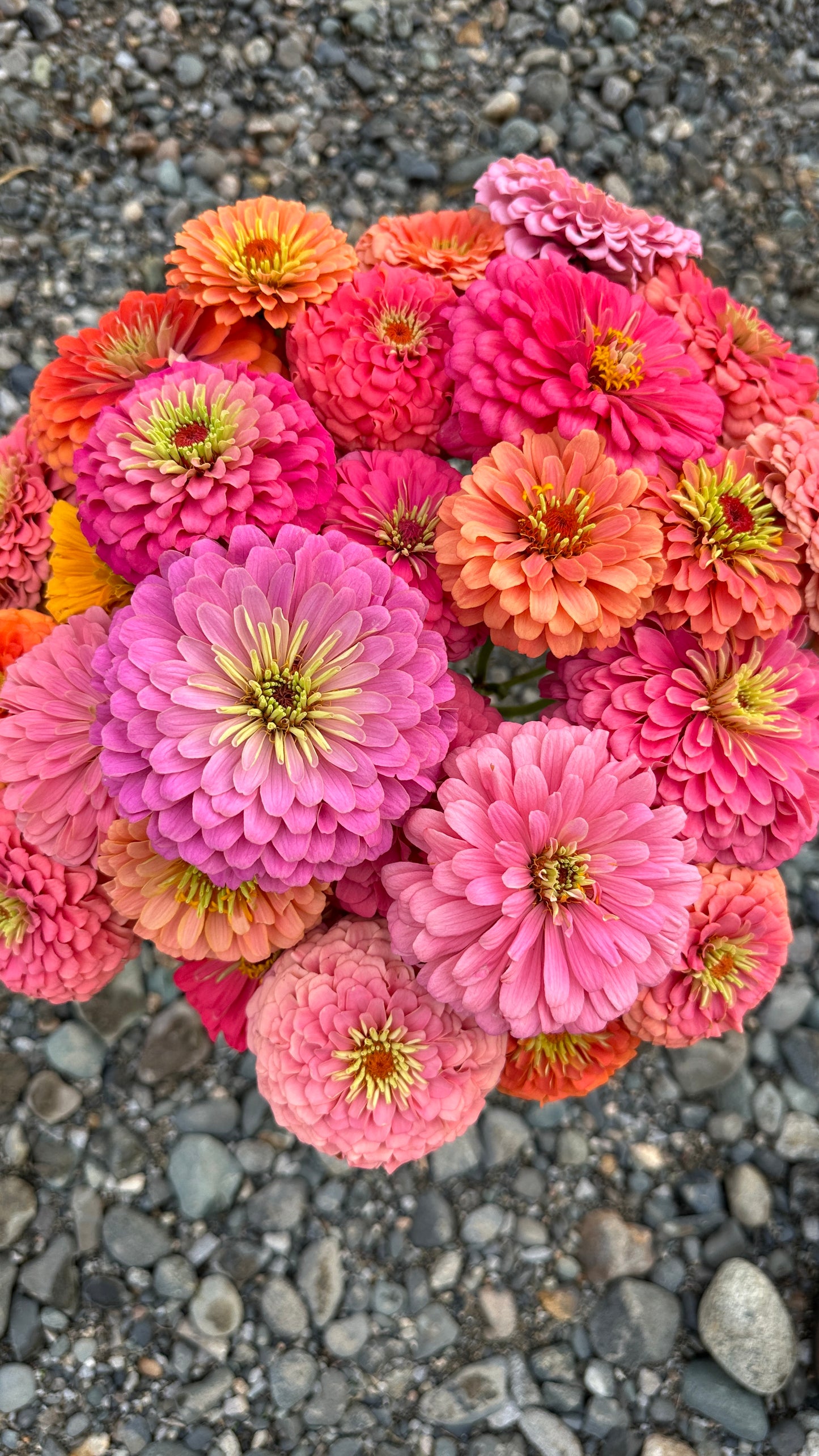 Zinnia Blend - Joy (25 seeds)
