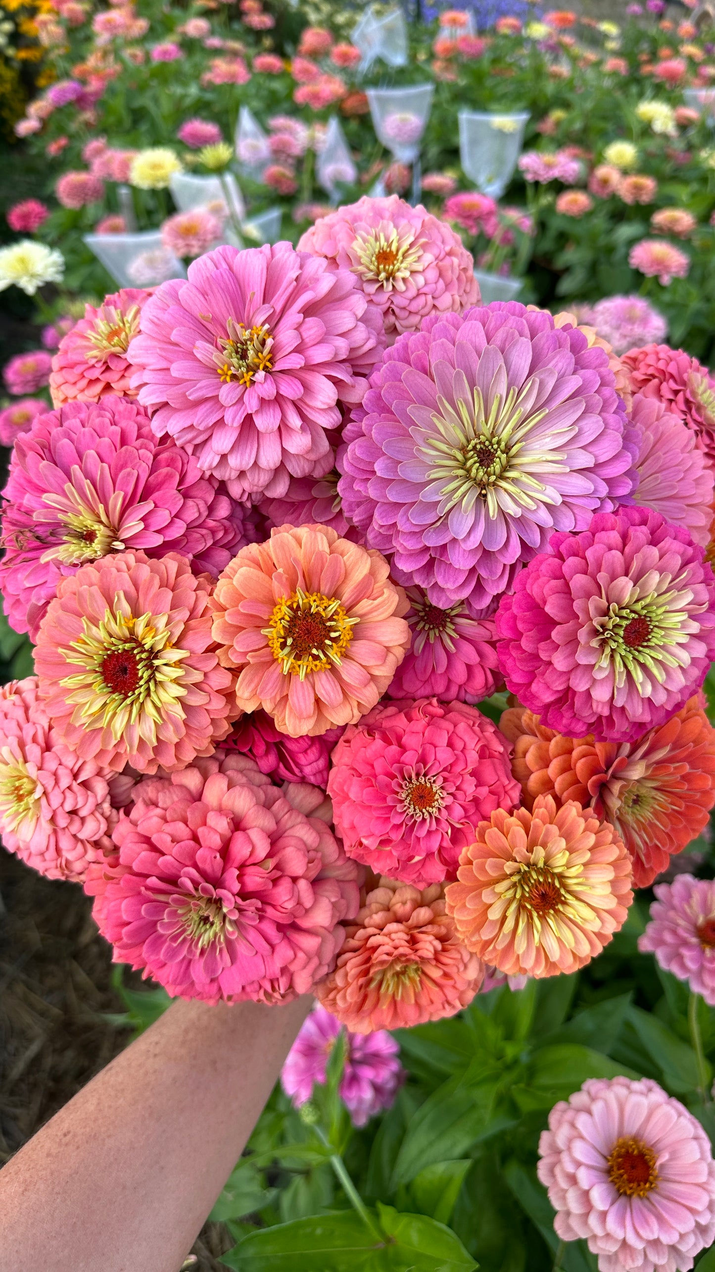 Zinnia Blend - Joy (25 seeds)