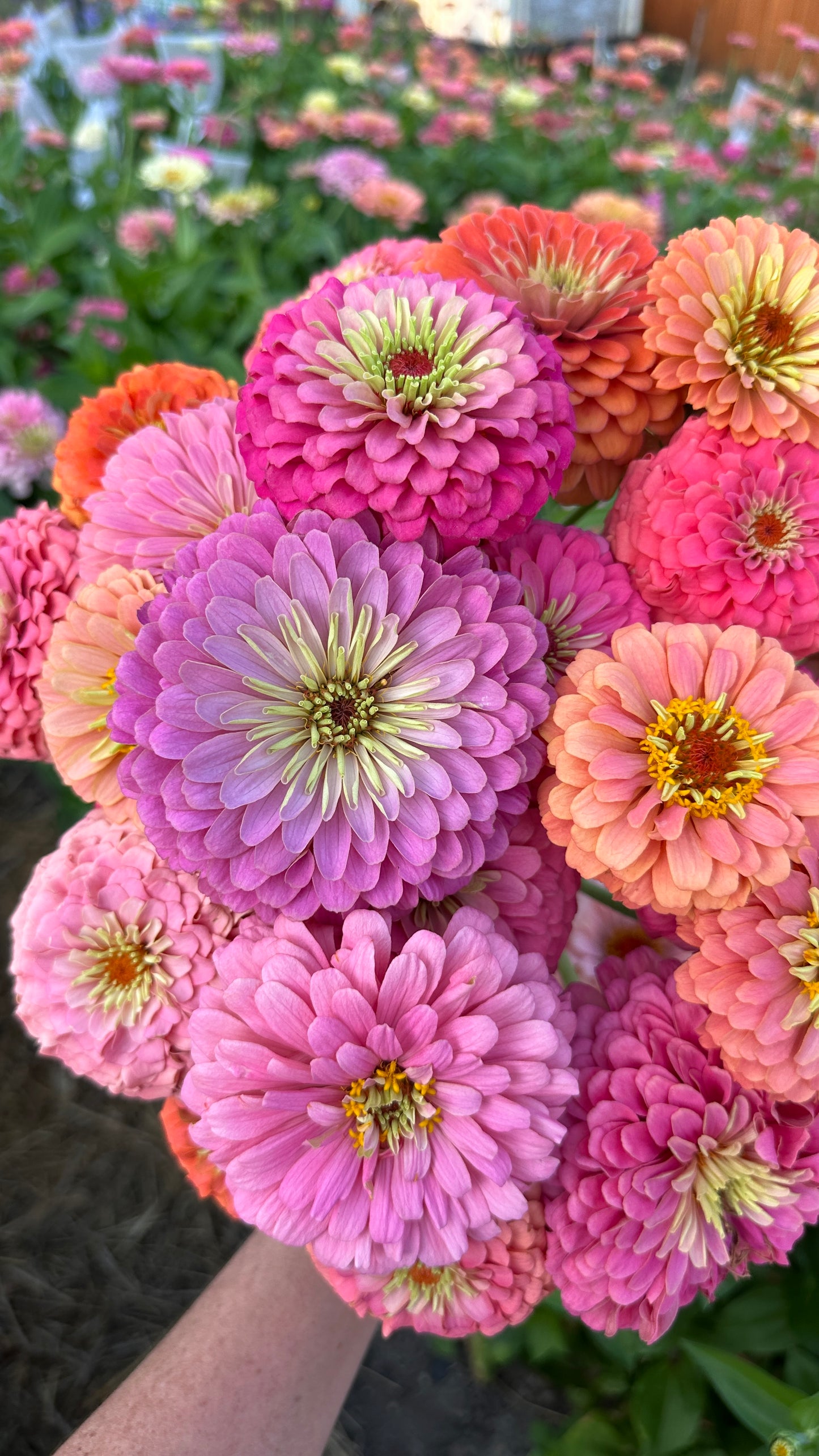 Zinnia Blend - Joy (25 seeds)