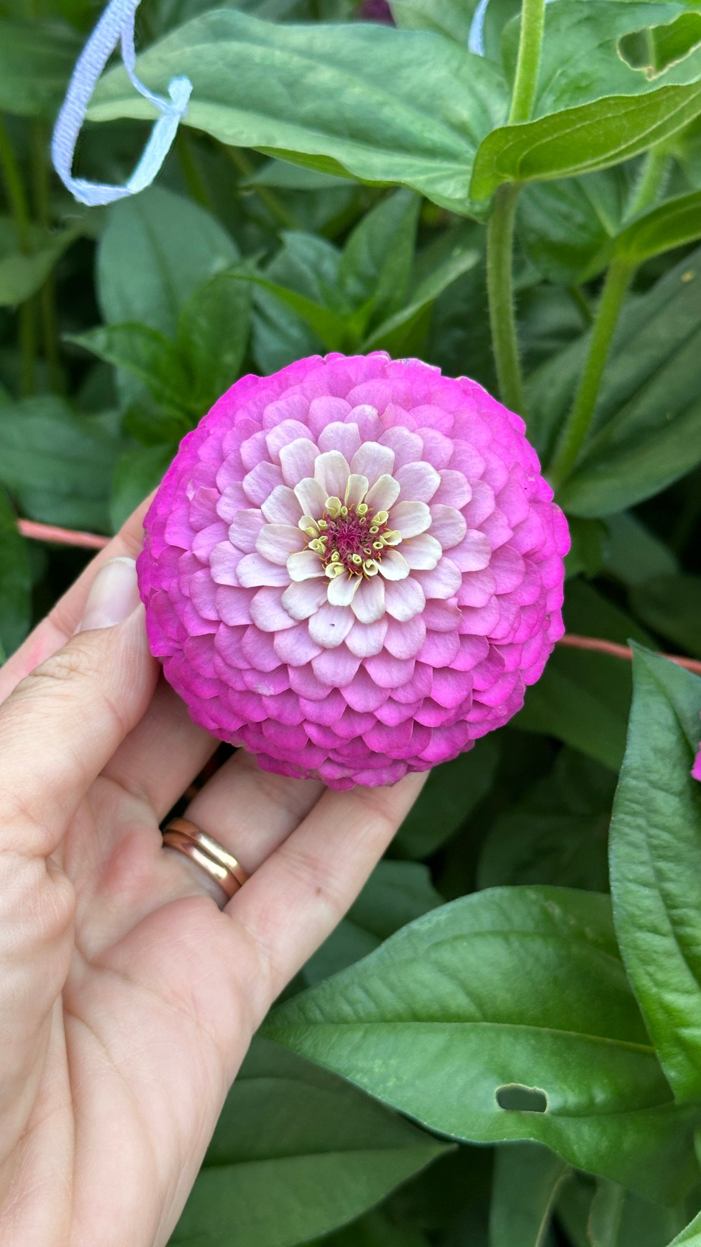 Zinnia - Purple F2 (25 seeds)