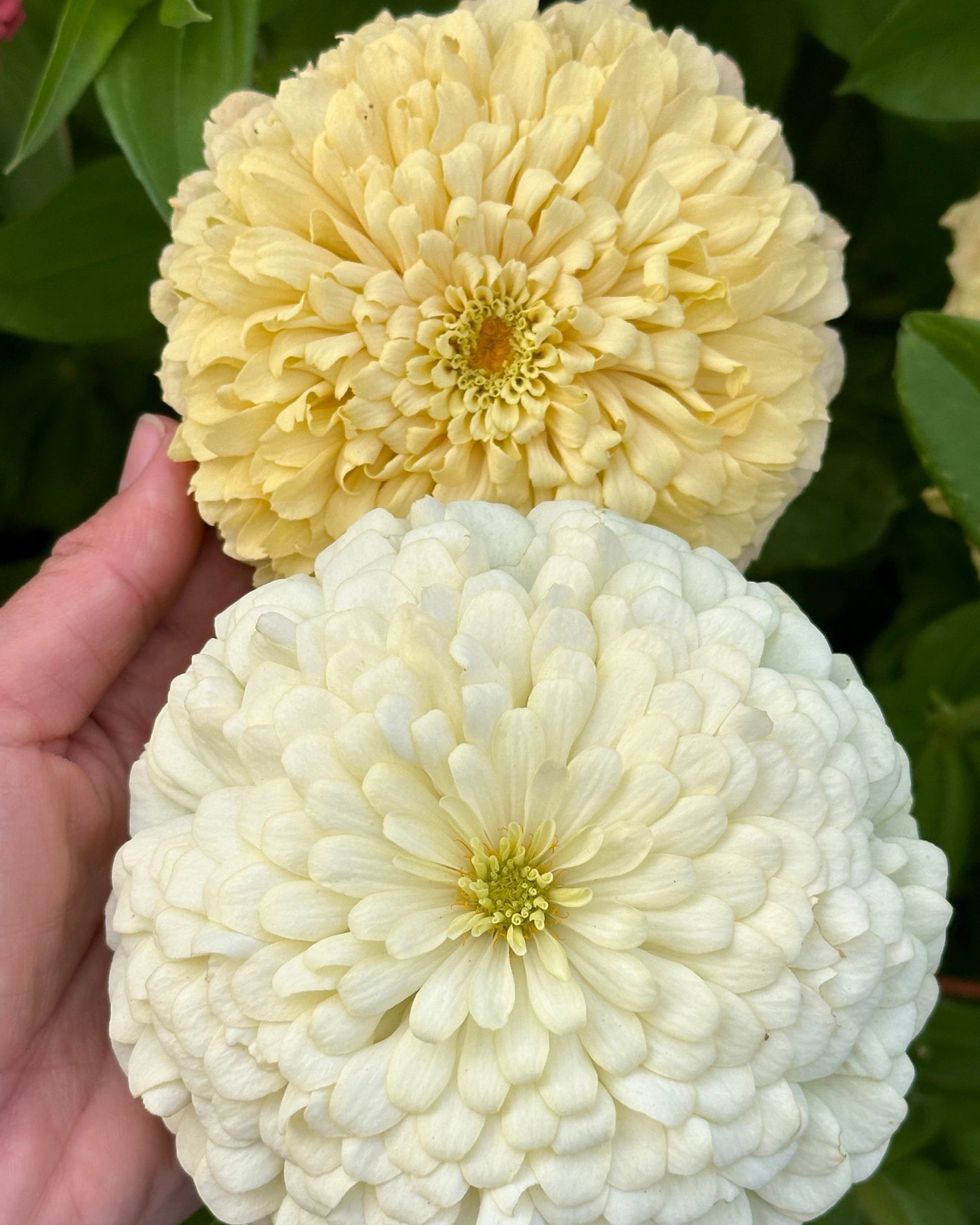 Zinnia Blend- Buttercreams (25 seeds)