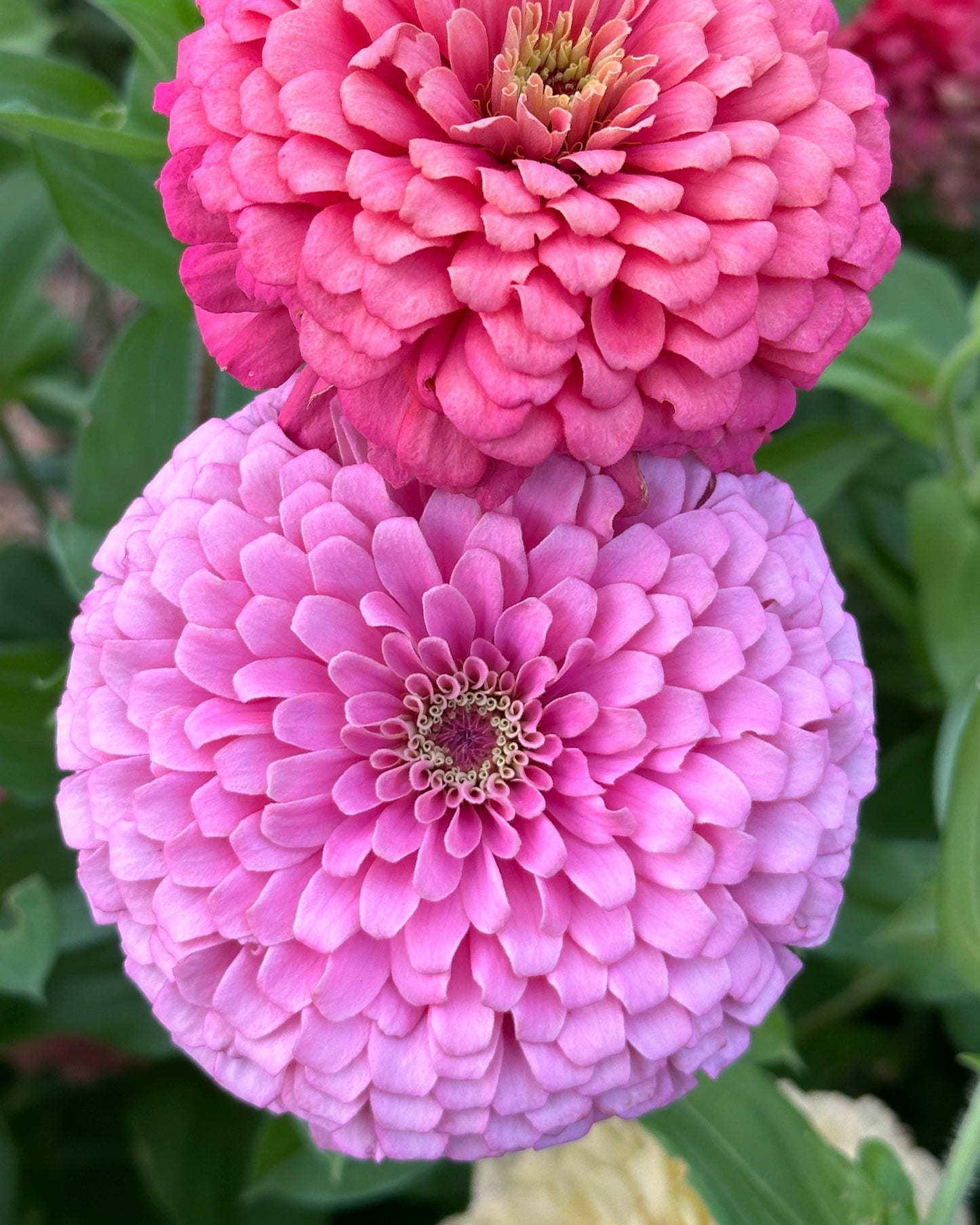 Zinnia Blend - Joy (25 seeds)