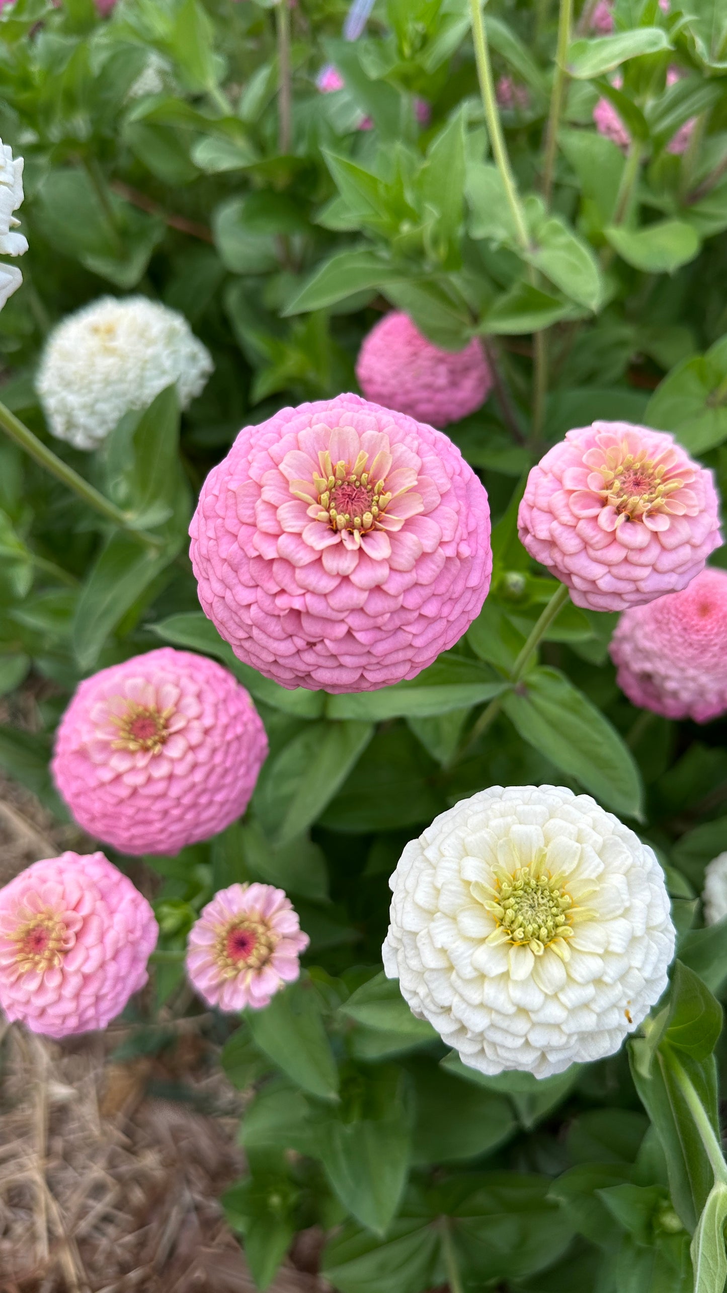 Zinnia Blend - Hope