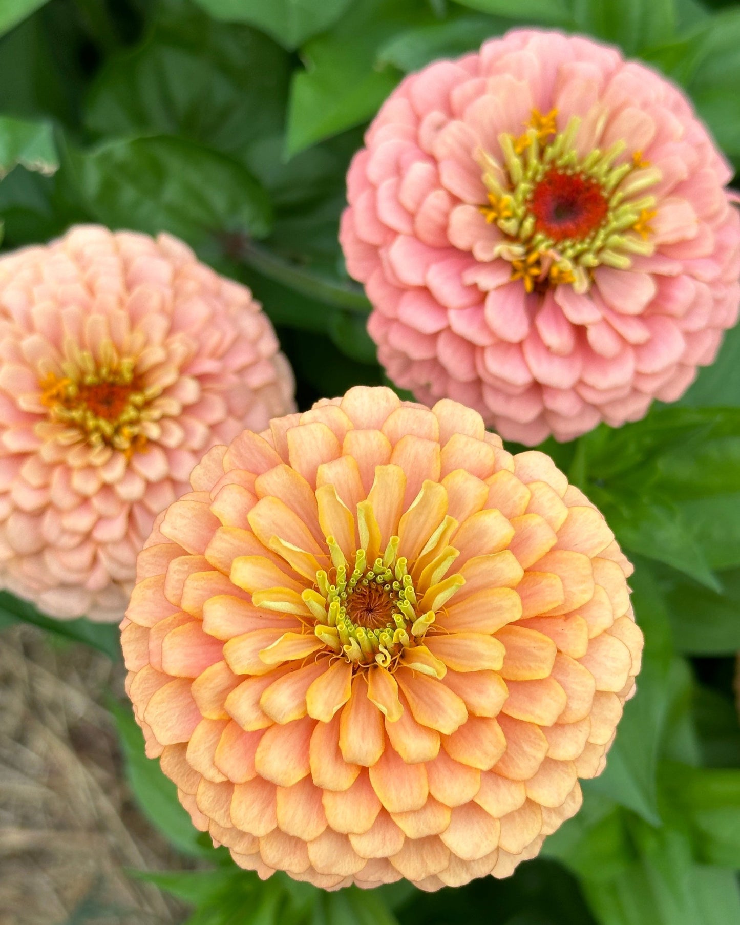 Zinnia Blend - Cheer (25 seeds)