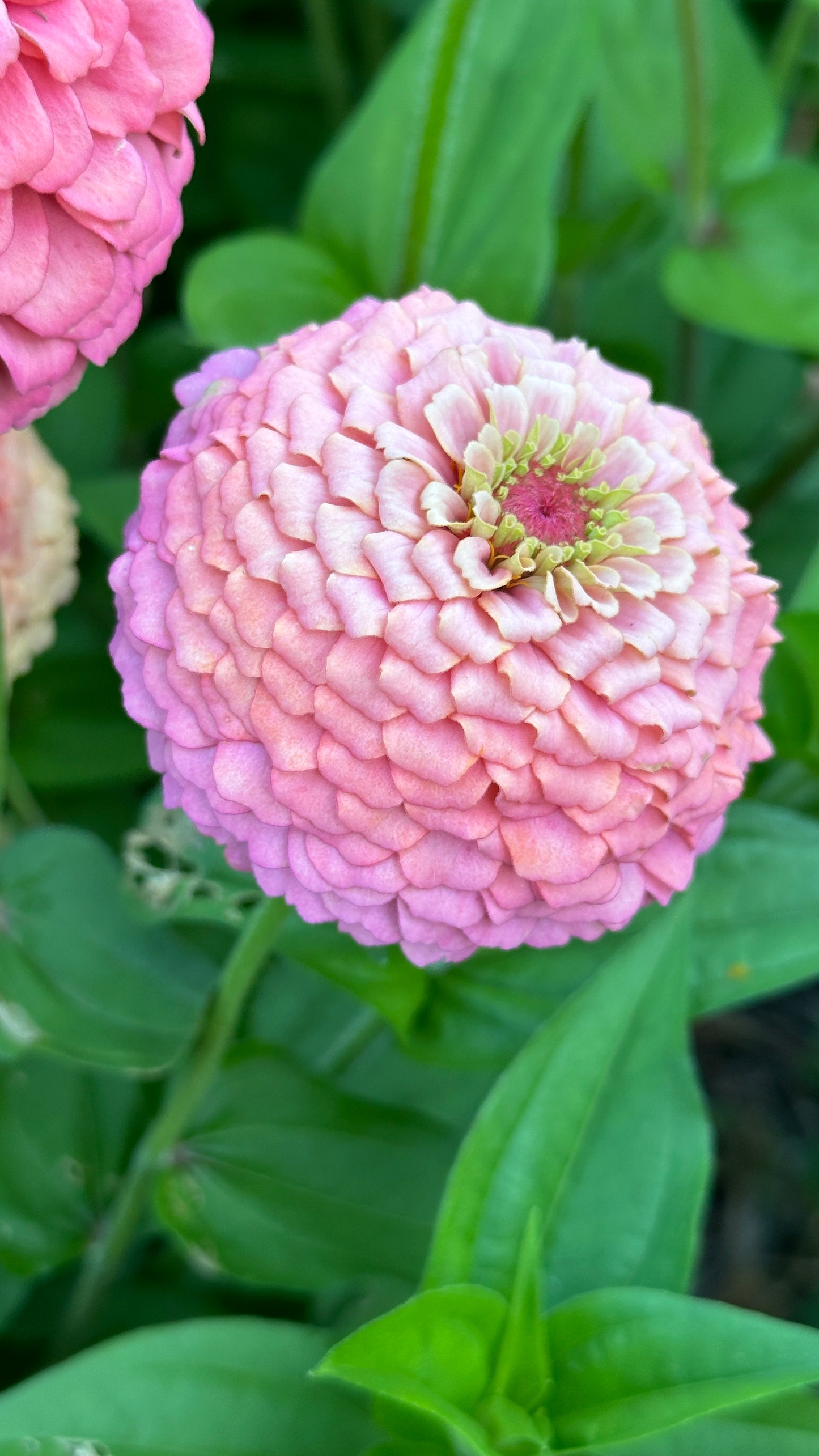 Zinnia Blend - Hope