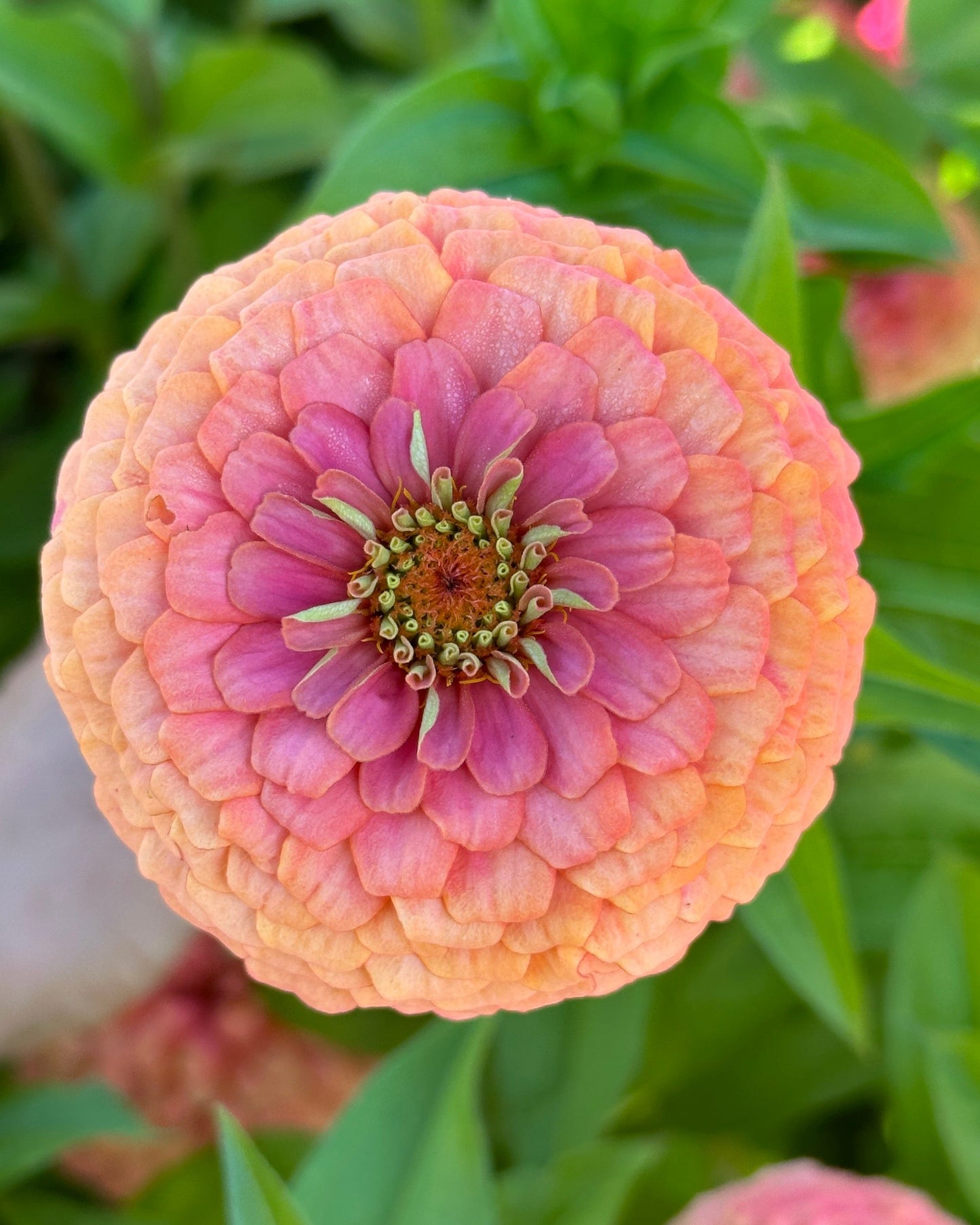 Zinnia Blend - Cheer (25 seeds)