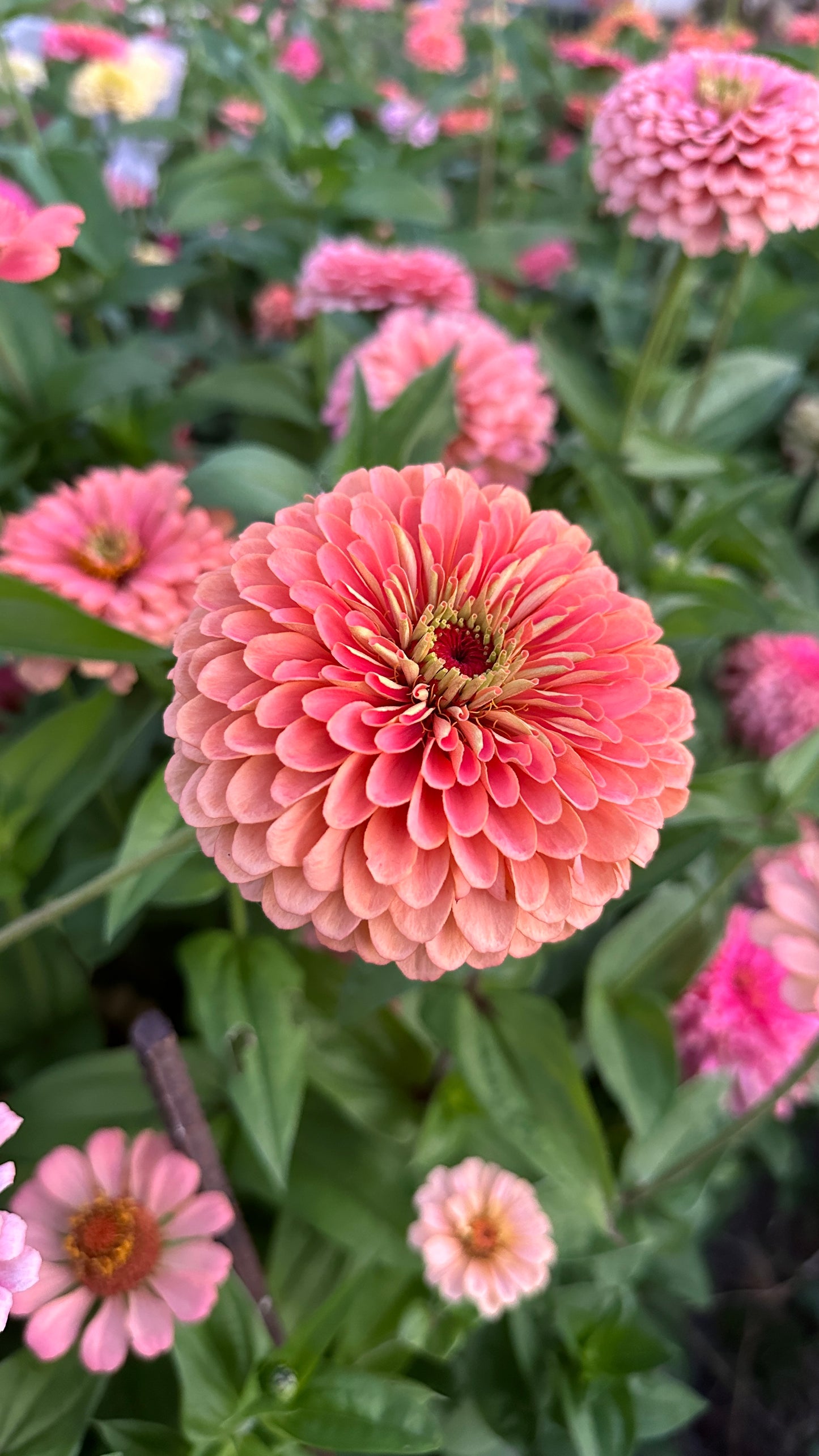 Zinnia Blend - Joy (25 seeds)