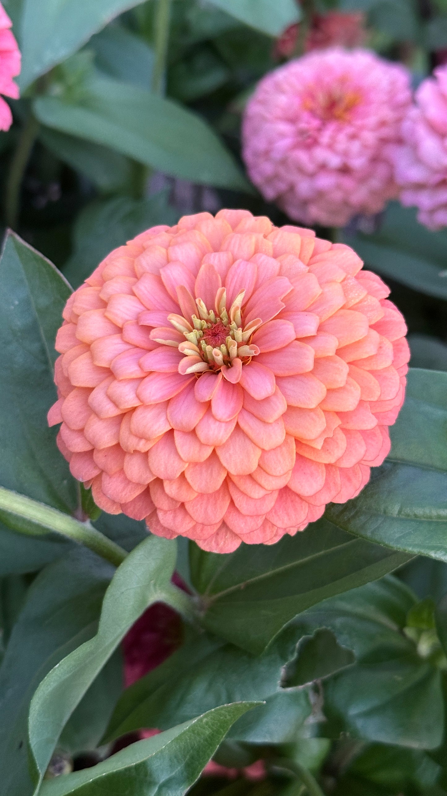 Zinnia Blend - Cheer (25 seeds)