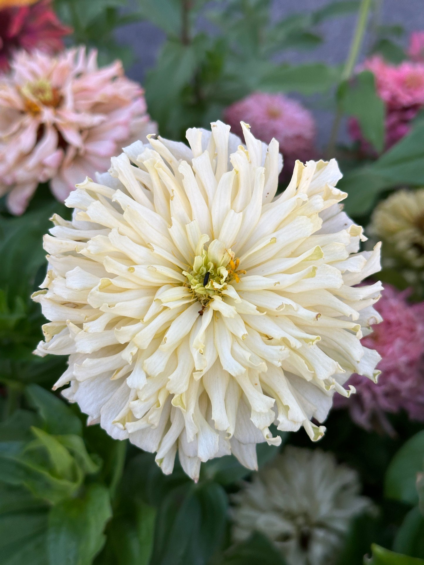 Zinnia Blend- Buttercreams (25 seeds)
