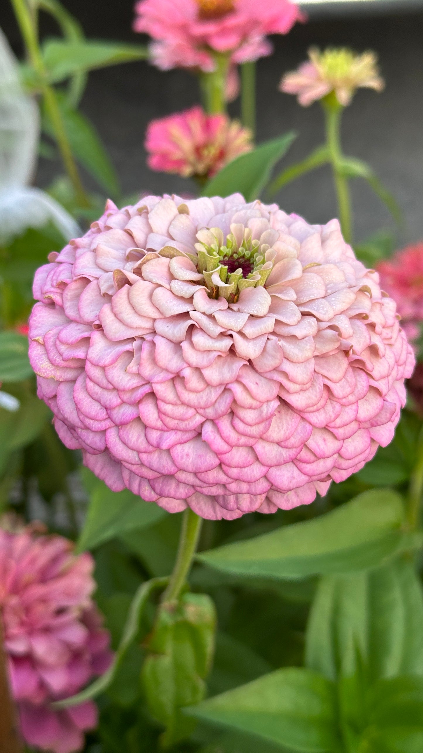 Zinnia Blend - Hope