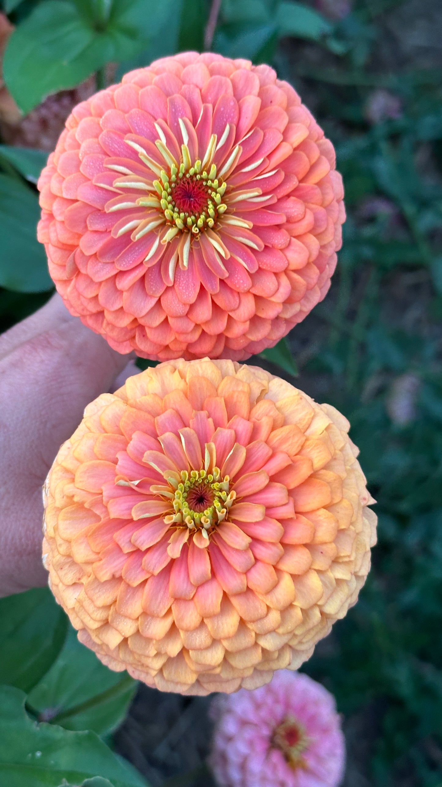 Zinnia Blend - Joy (25 seeds)