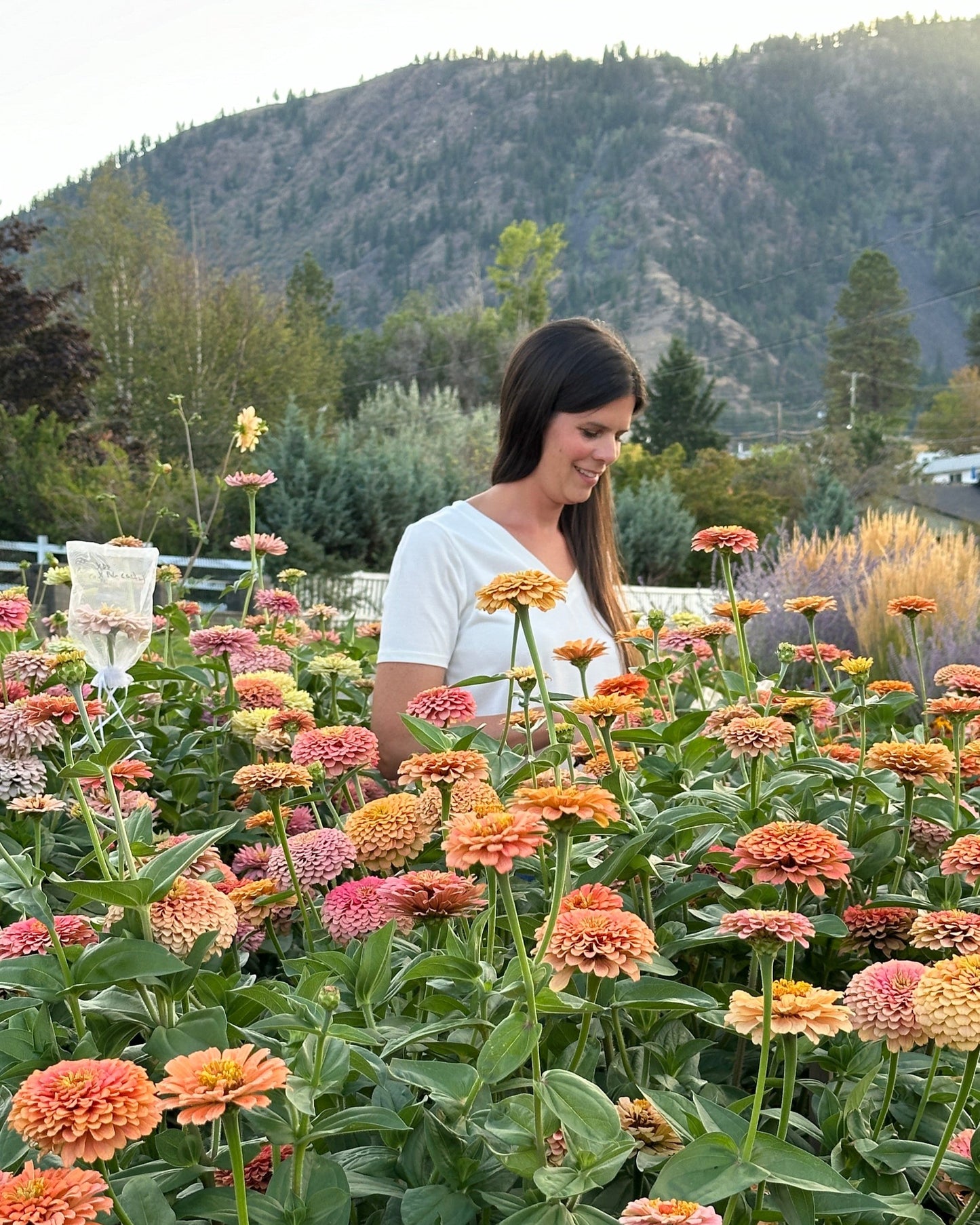 Zinnia Blend - Cheer (25 seeds)