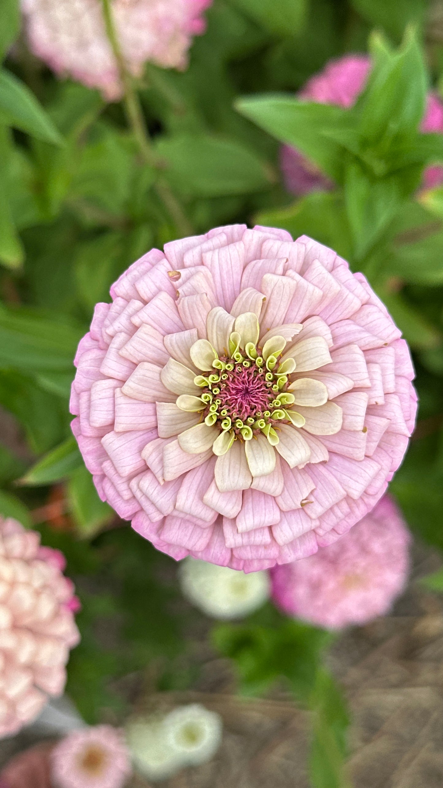 Zinnia Blend - Hope