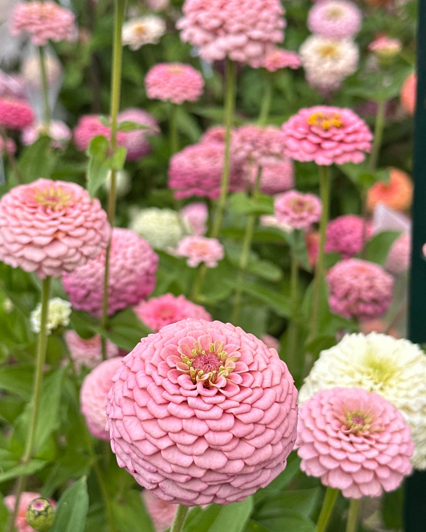 Zinnia Blend - Hope