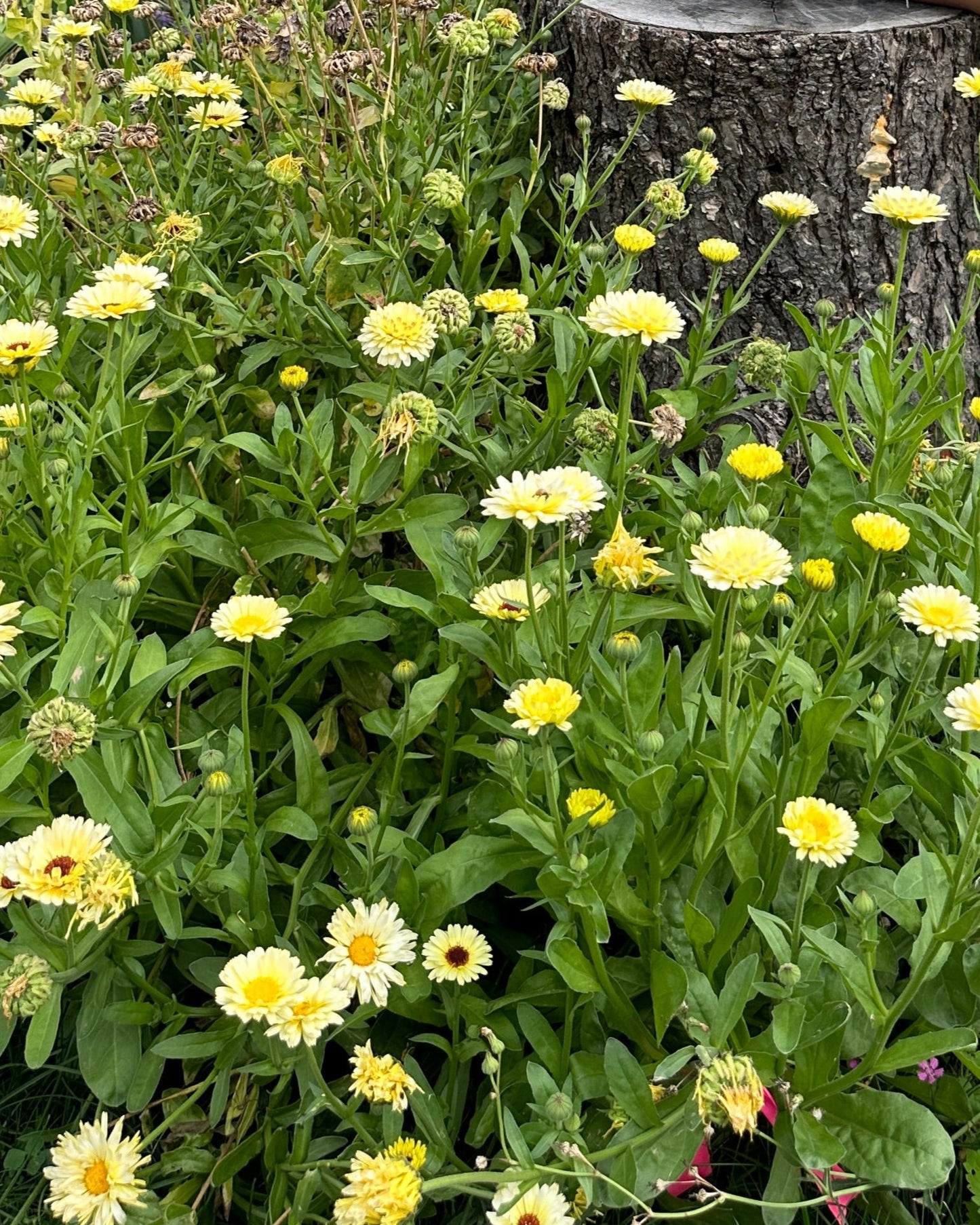 Calendula