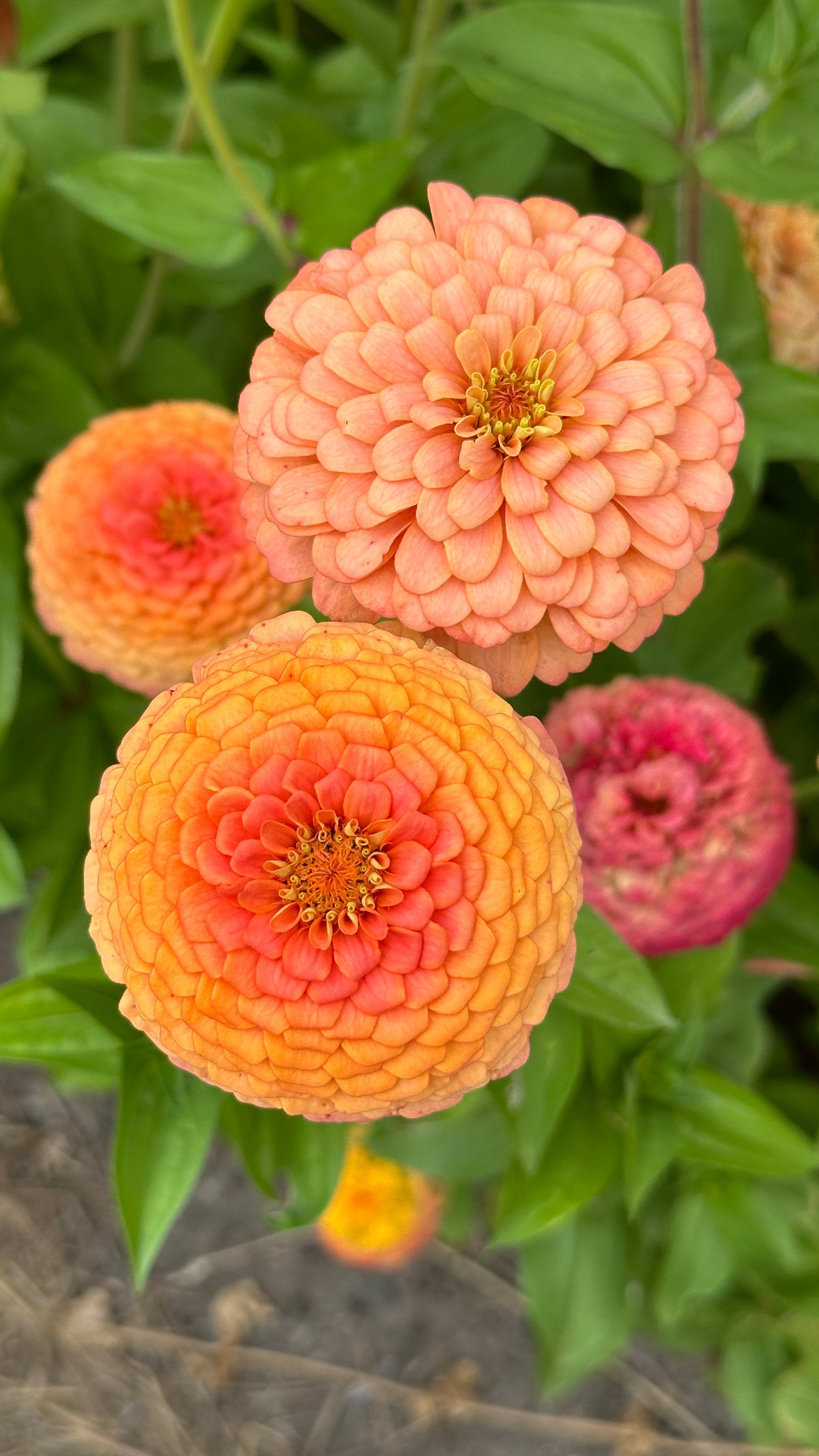 Zinnia Blend - Joy (25 seeds)