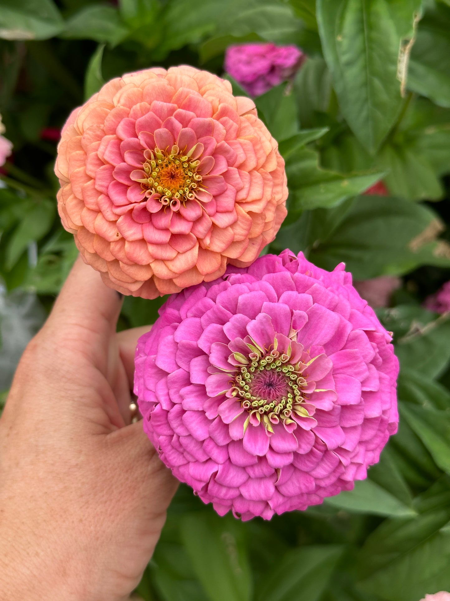Zinnia Blend - Cheer (25 seeds)