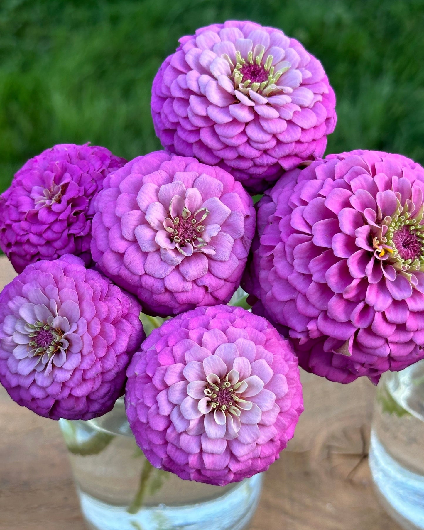 Zinnia - Purple F2 (25 seeds)