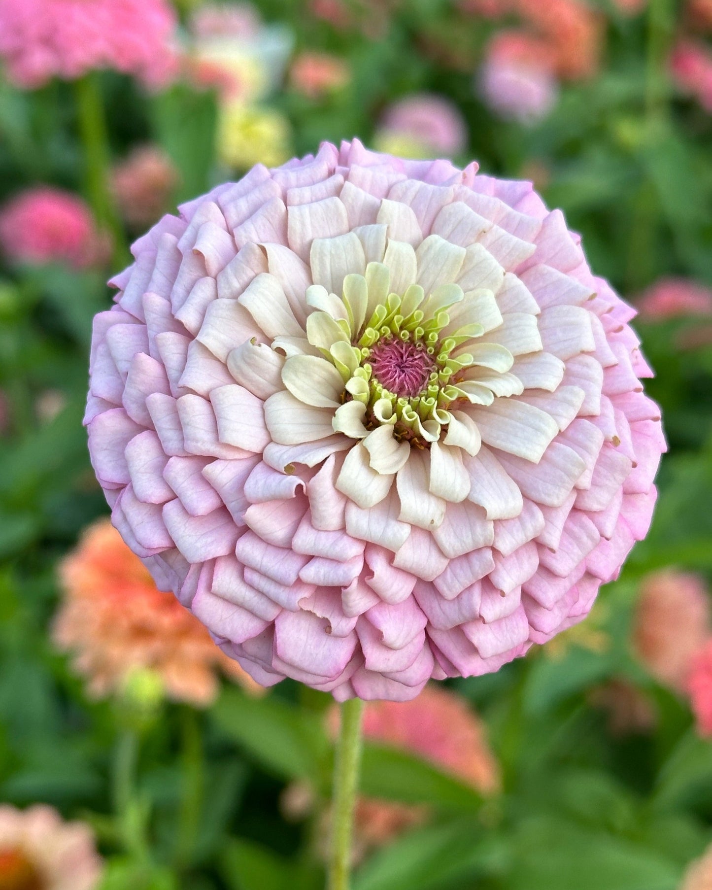 Zinnia Blend - Hope