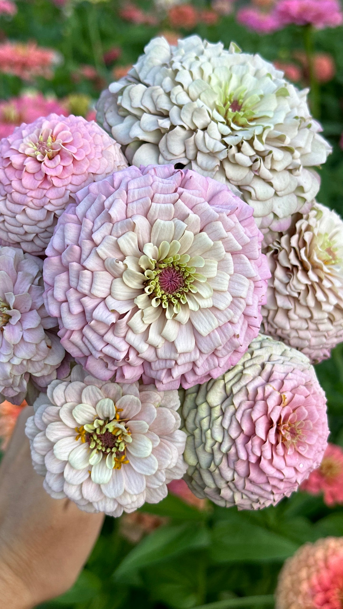 Zinnia Blend - Hope