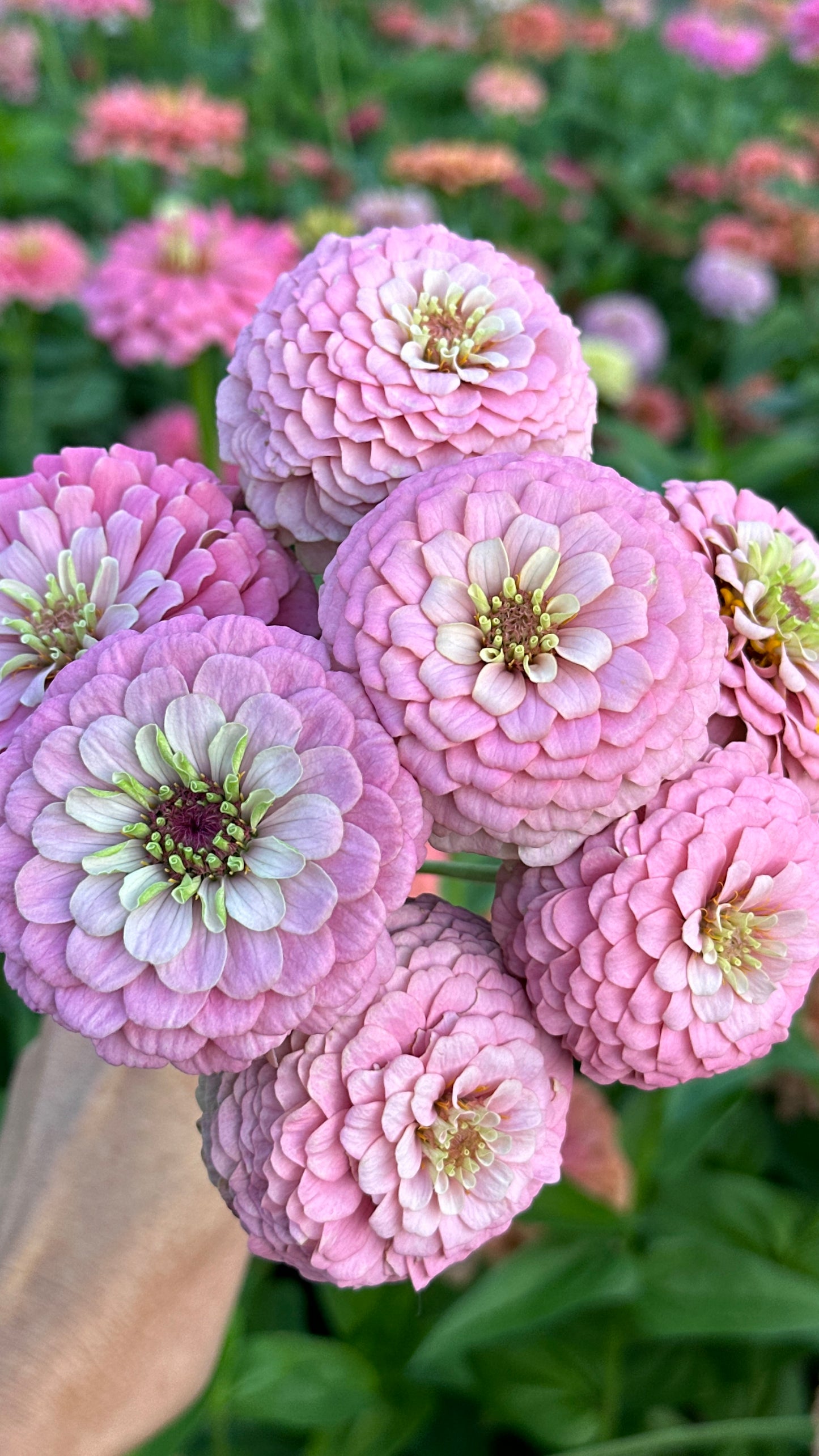 Zinnia Blend - Hope