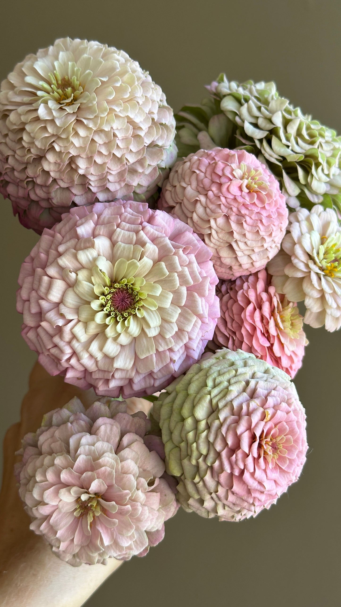 Zinnia Blend - Hope