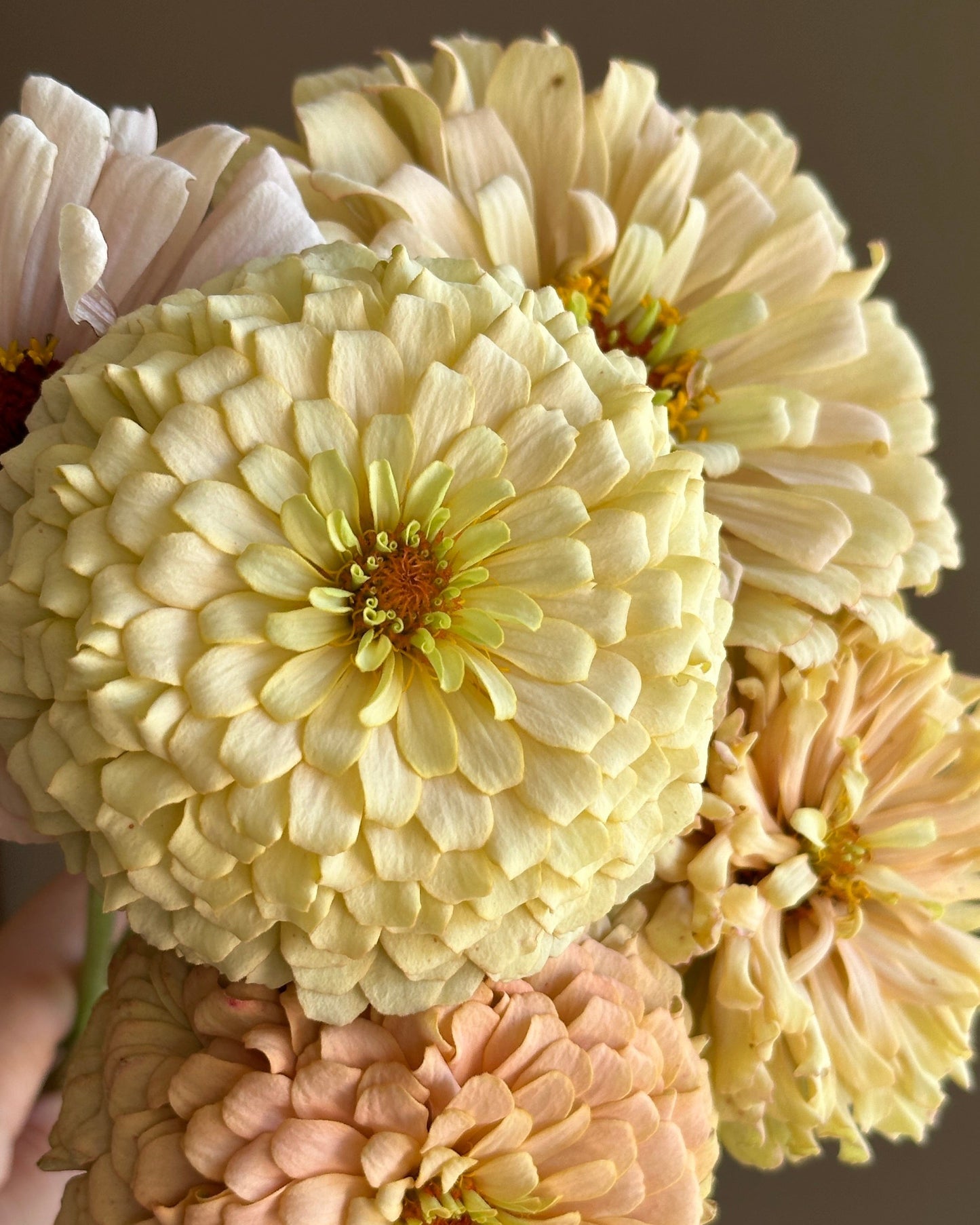 Zinnia Blend- Buttercreams (25 seeds)