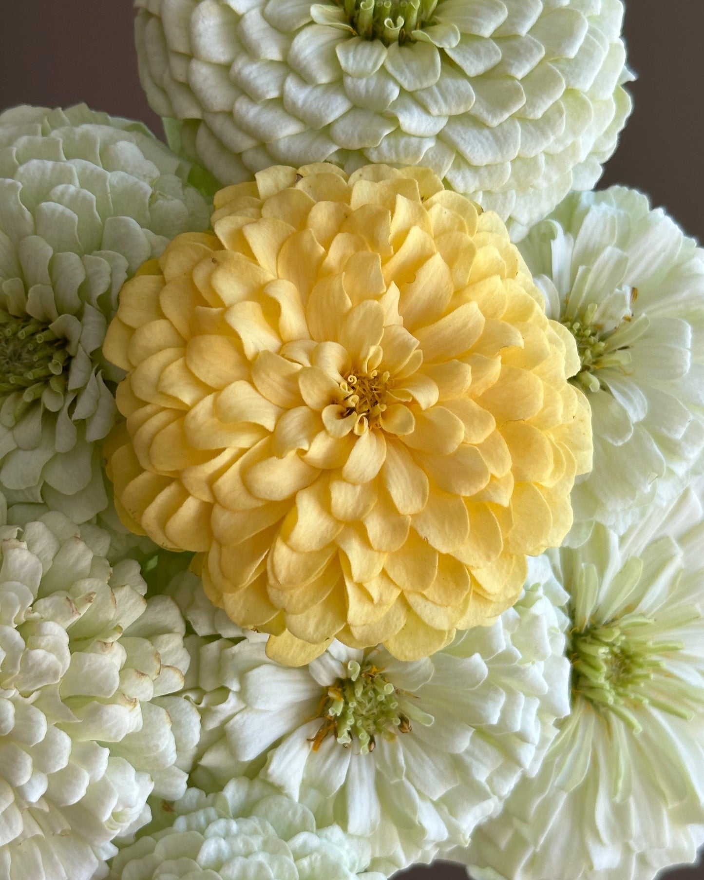 Zinnia Blend- Buttercreams (25 seeds)