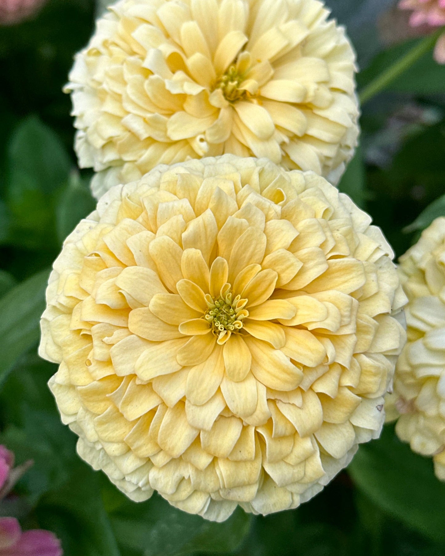 Zinnia Blend- Buttercreams (25 seeds)