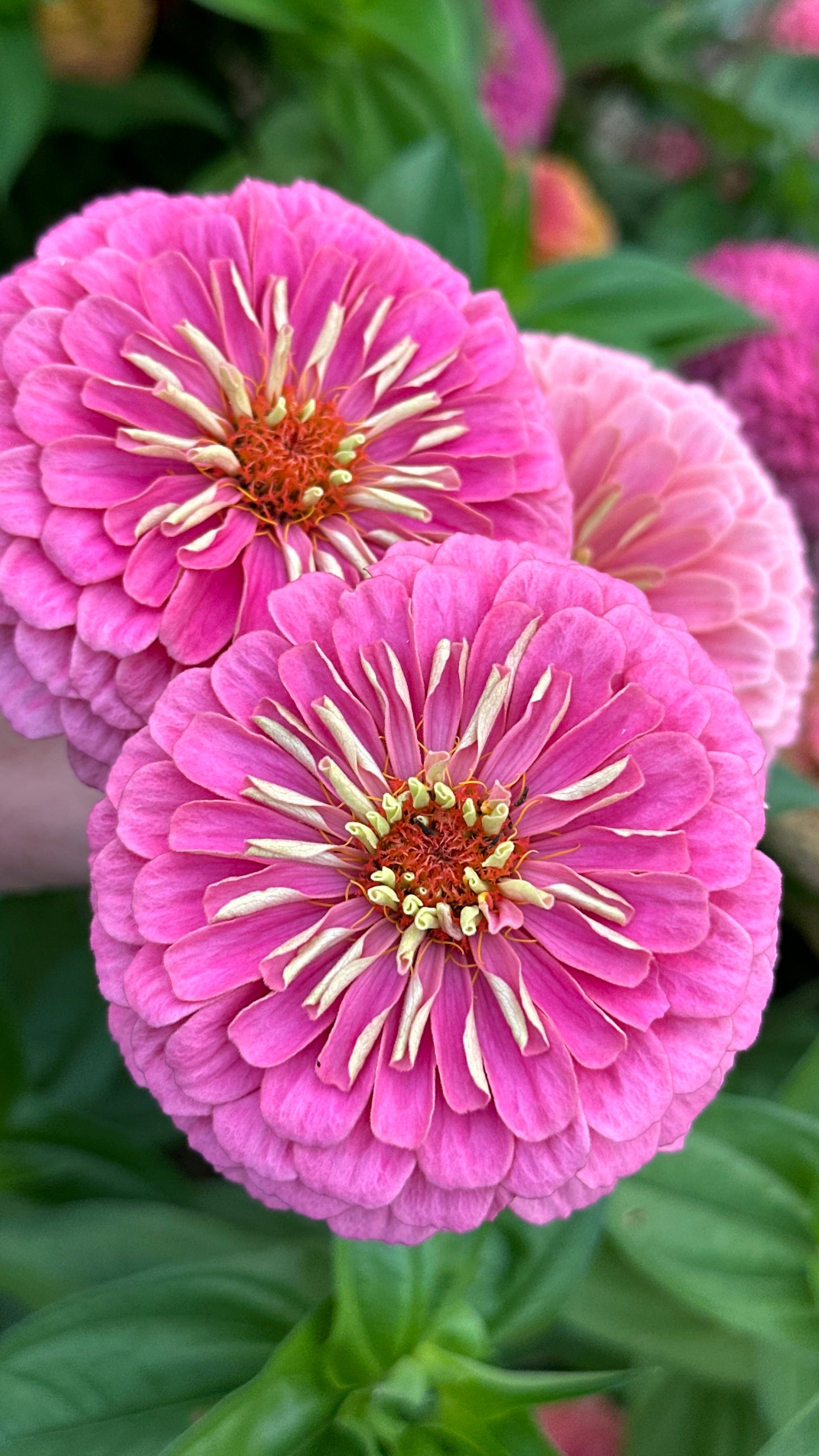 Zinnia Blend - Joy (25 seeds)