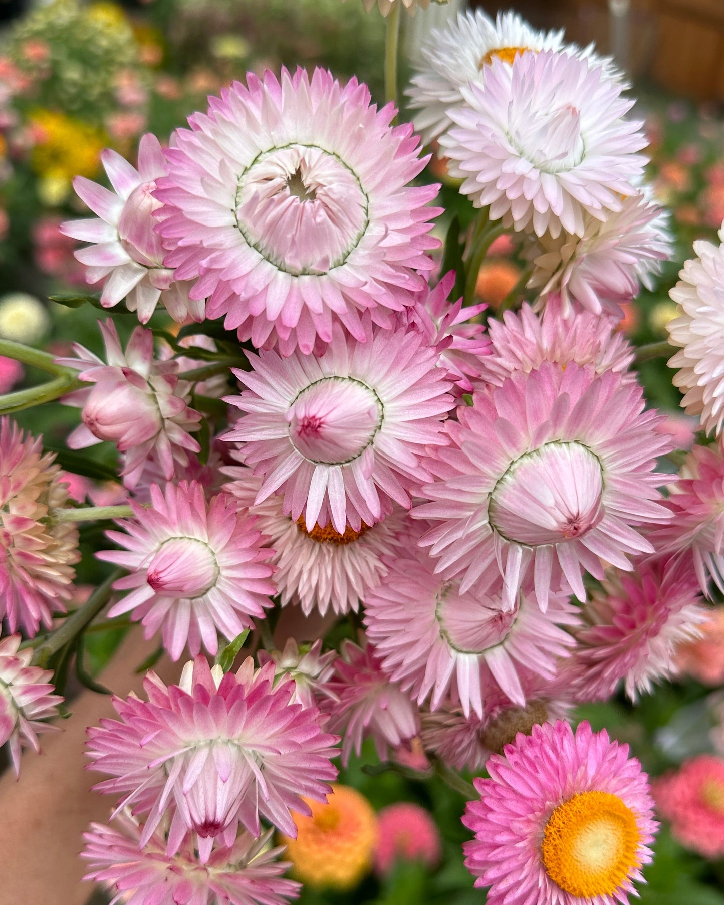 Strawflower