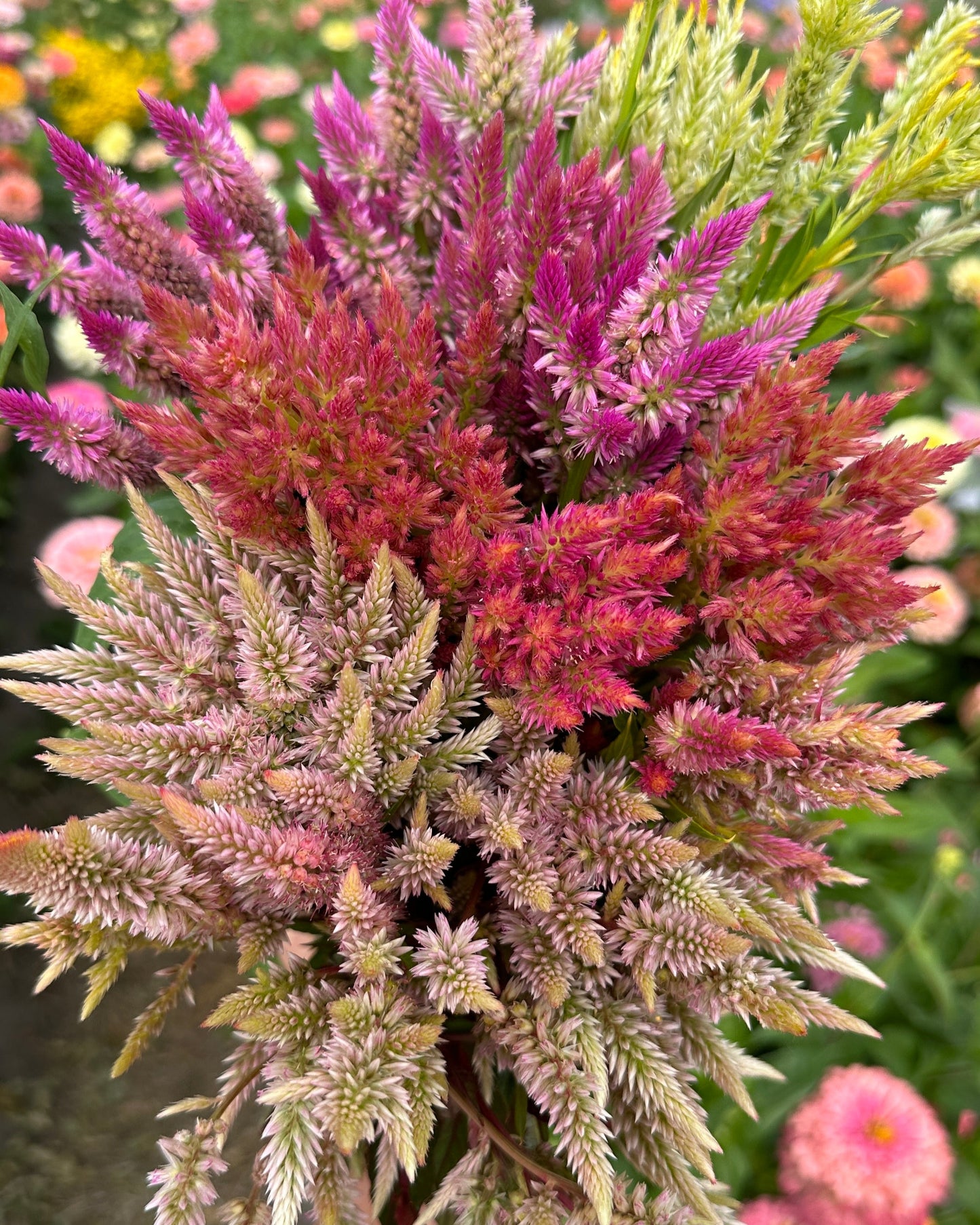 Celosia
