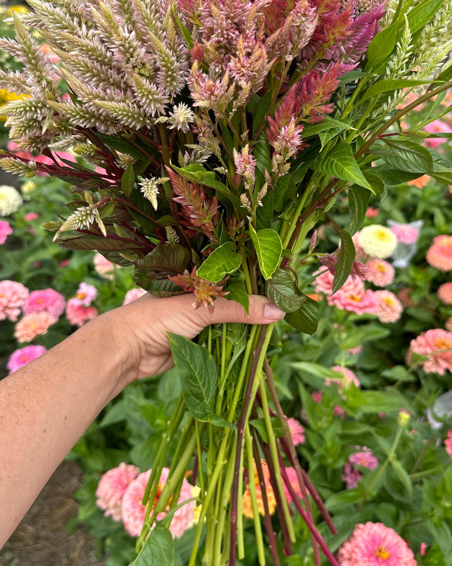 Celosia
