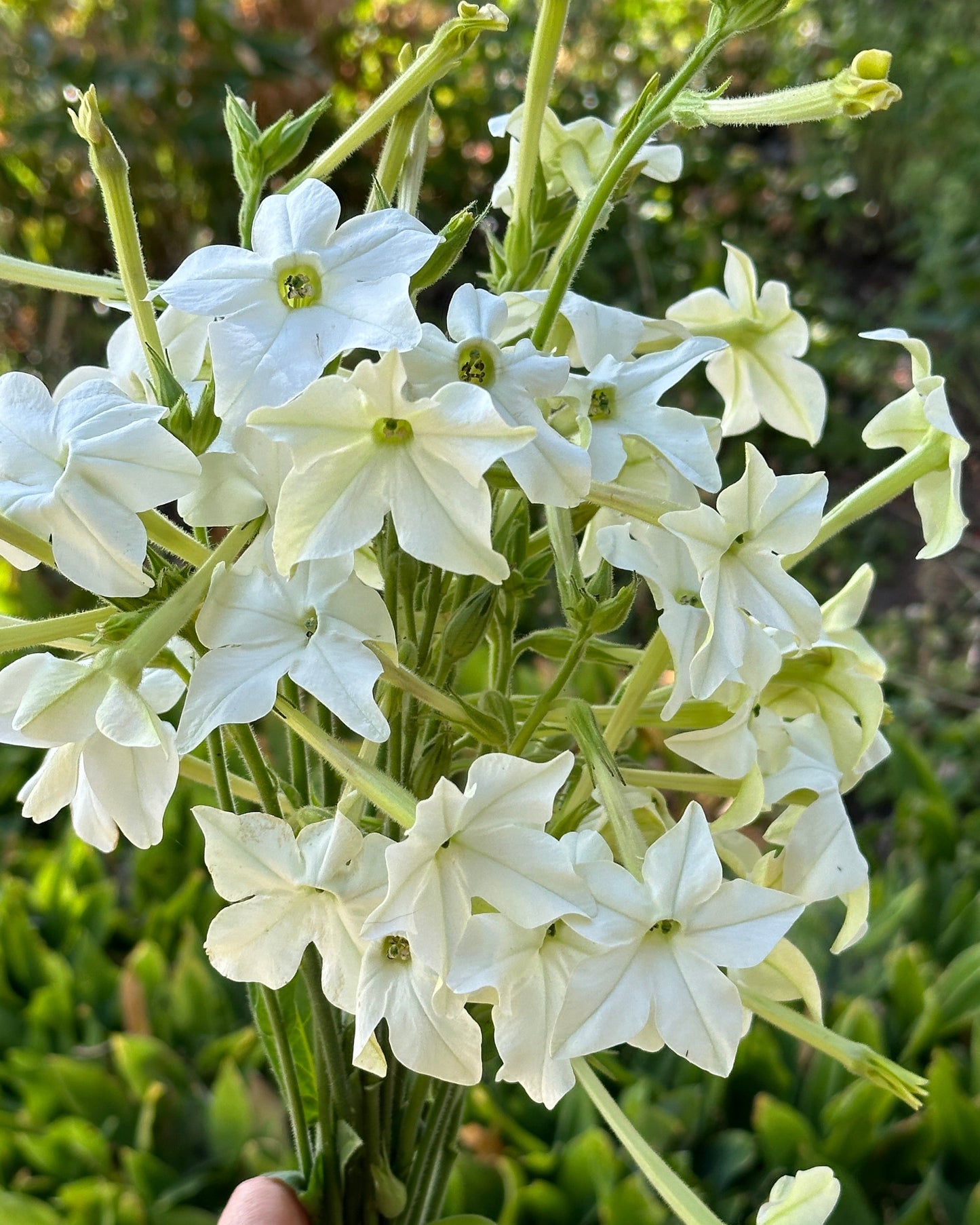 Nicotiana 'Grandiflora'