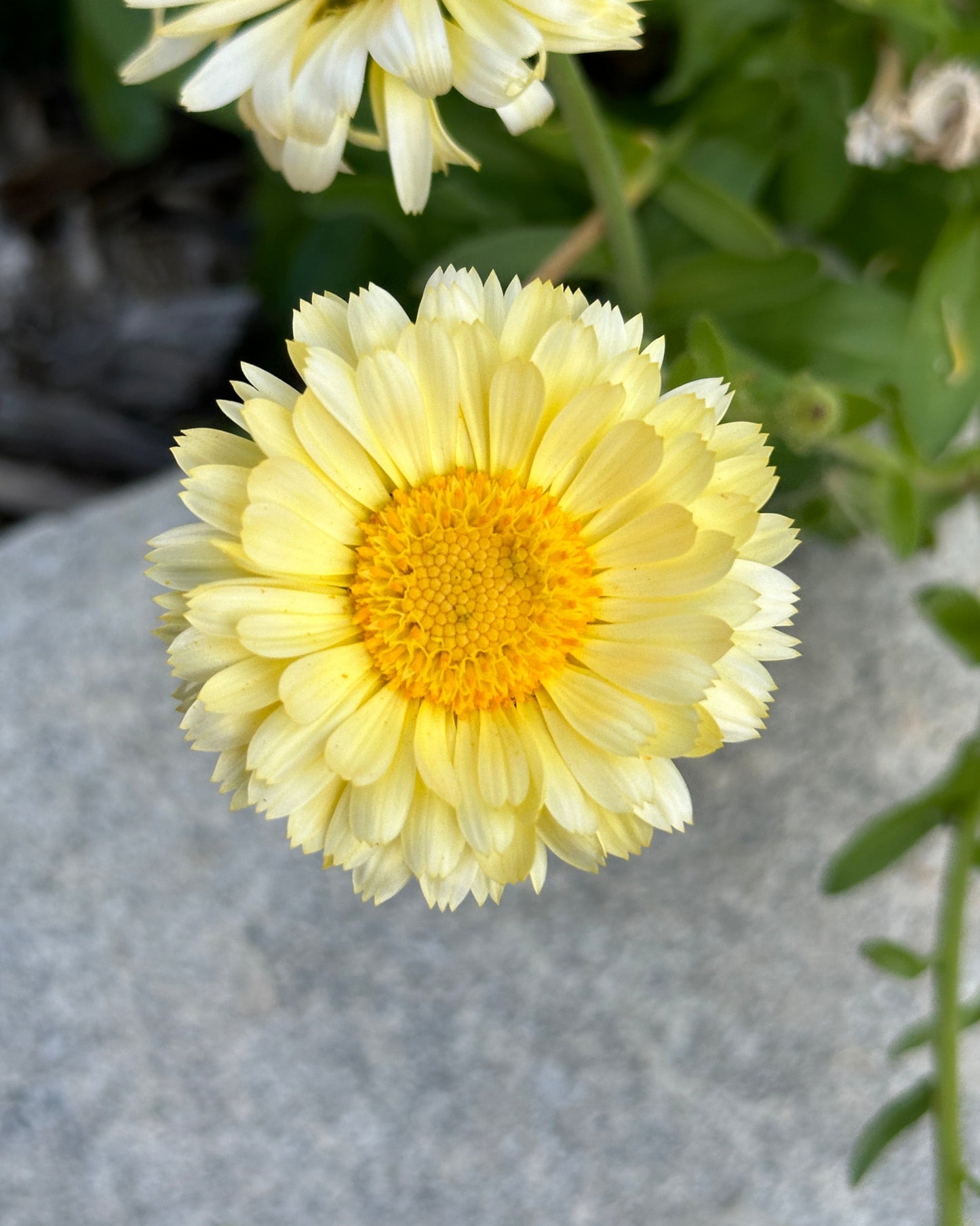 Calendula
